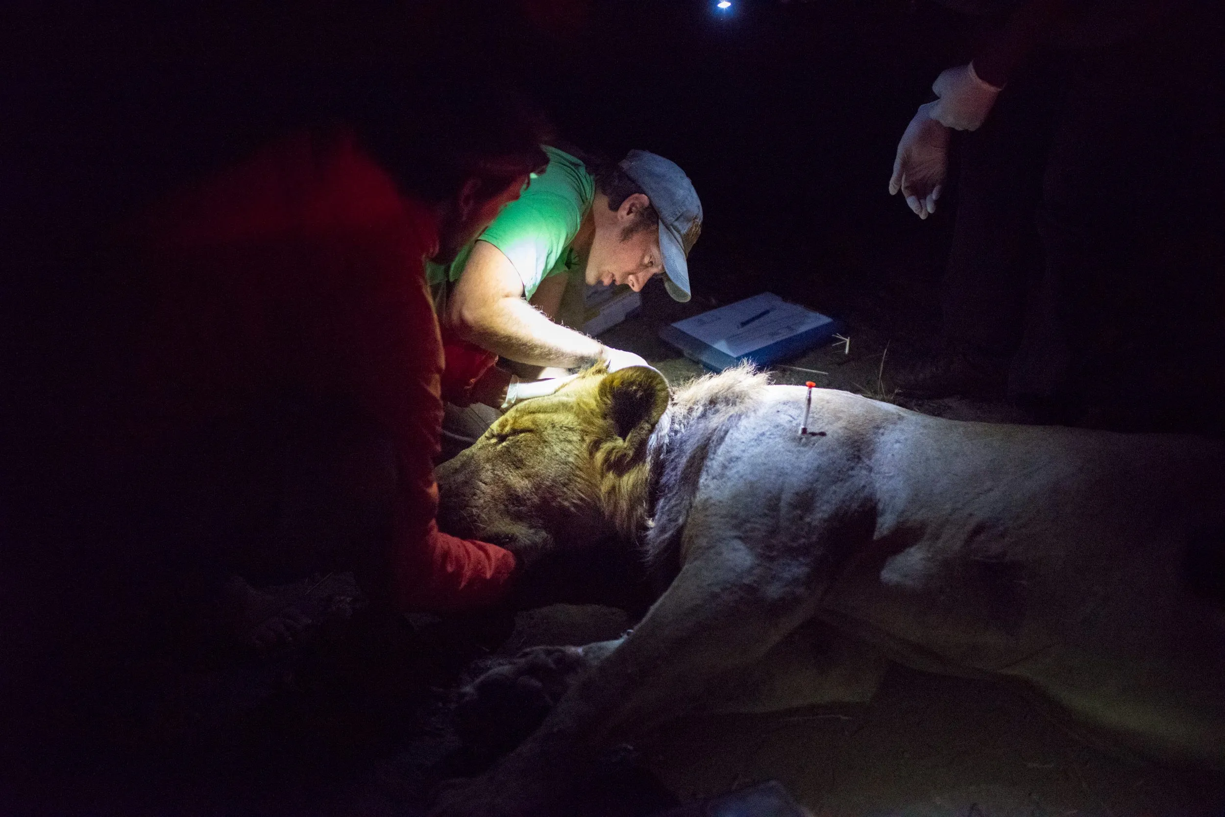 Wildlife officers and Zambia Carnivore Programme staff working to remove the snare from the male lion.