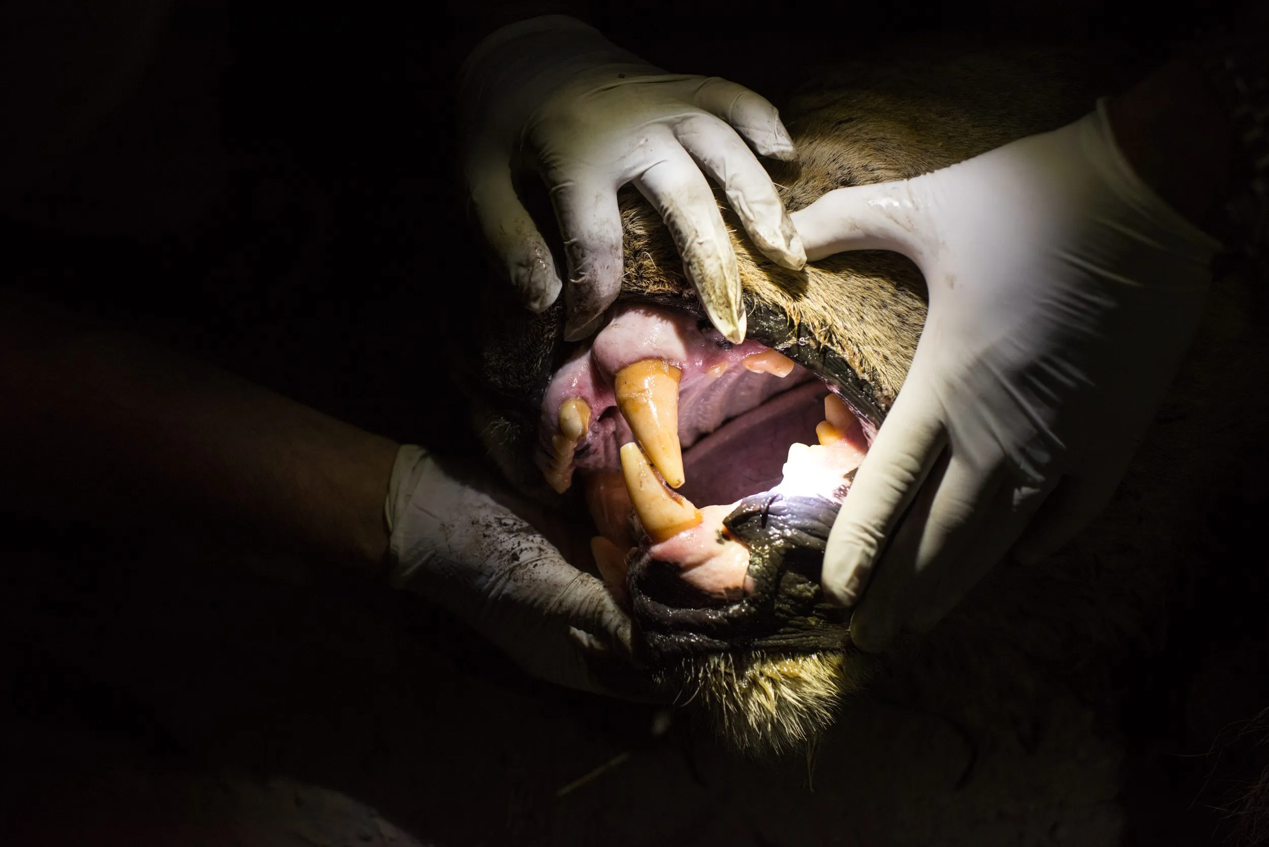 Inspecting the teeth of a lion can give scientists many clues about its life.