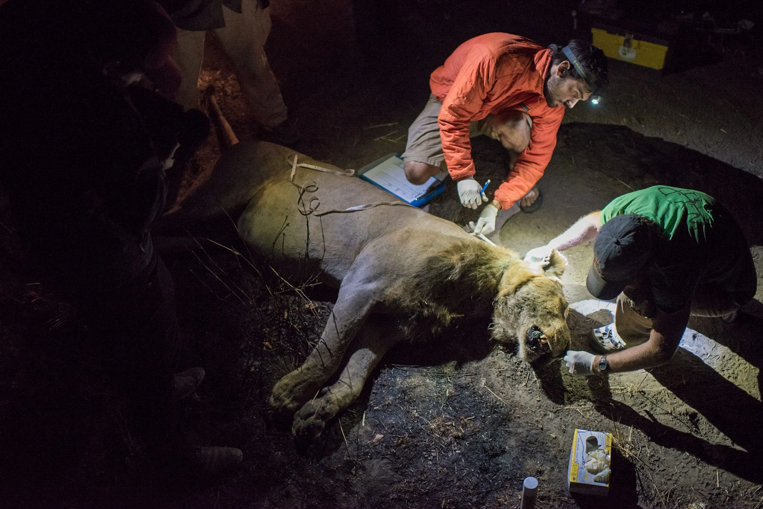 Johnathan Merkle and Ben Goodheart of the Zambia Carnivore Programme inspecting the wound of a male lion wounded by a snare.