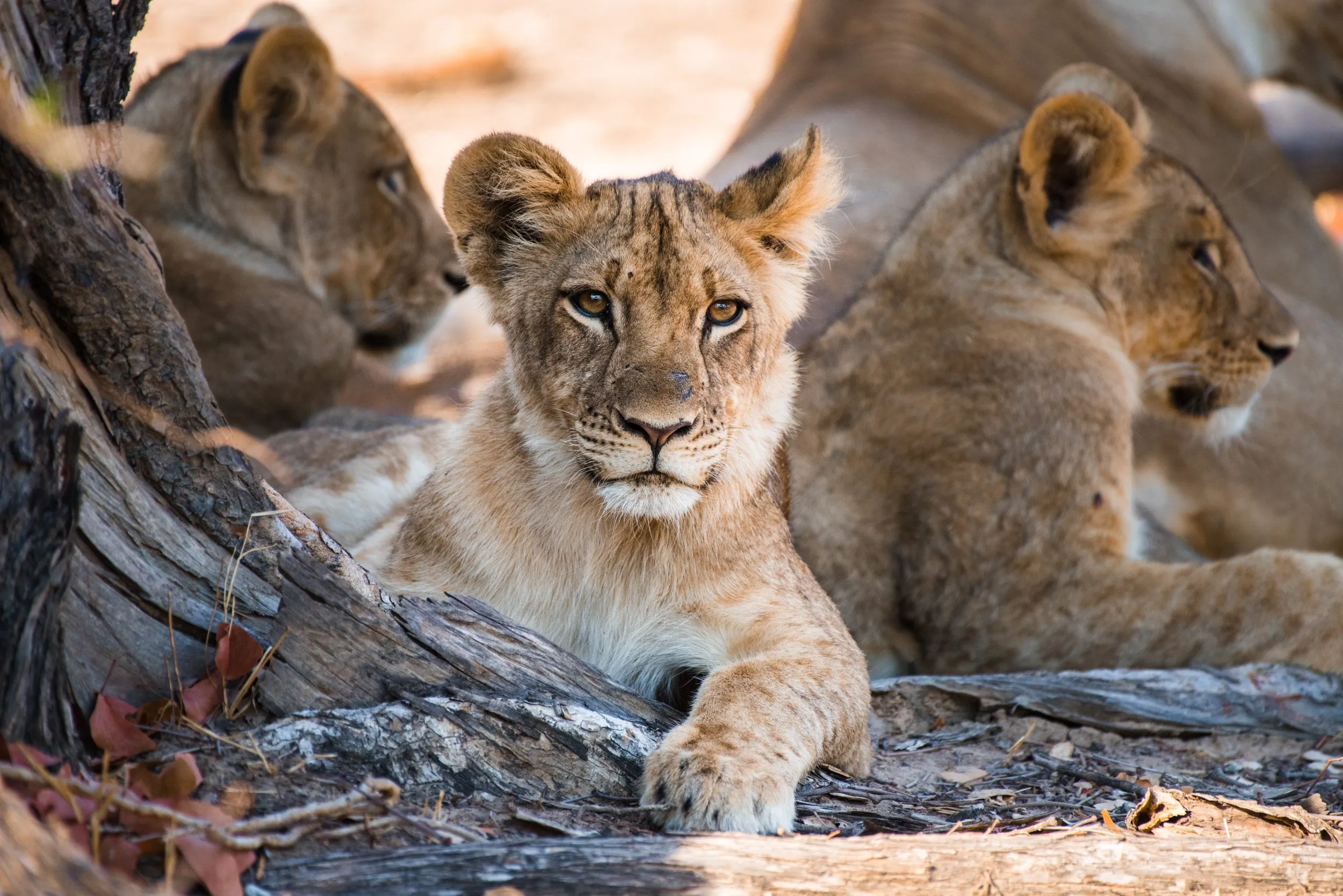The young cubs of Mwamba One pride, huddled in the shadow of a tree in South Luangwa National Park, Zambia.