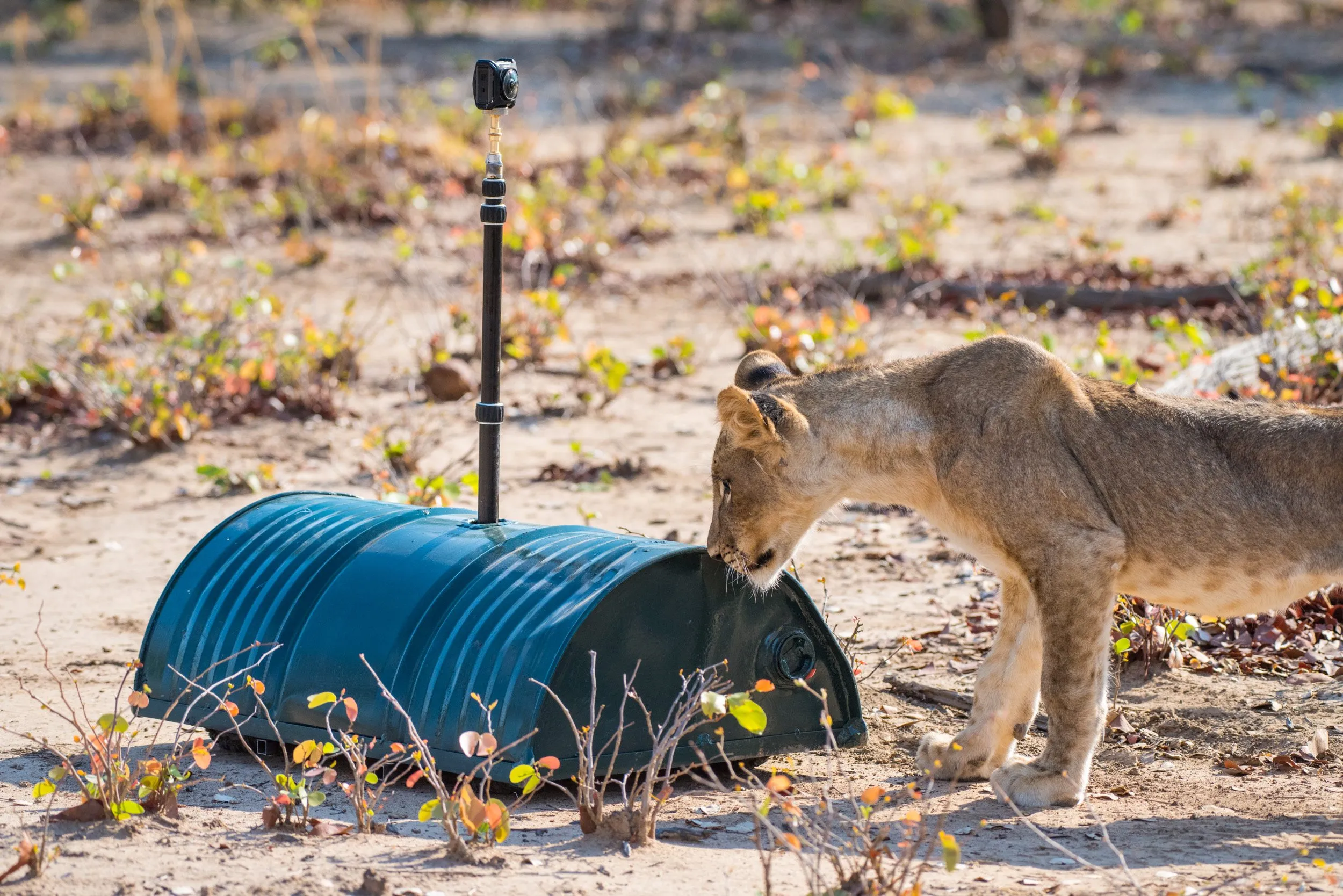 A lion cub of the Mwamba pride meeting the Droid camera system for the first time.