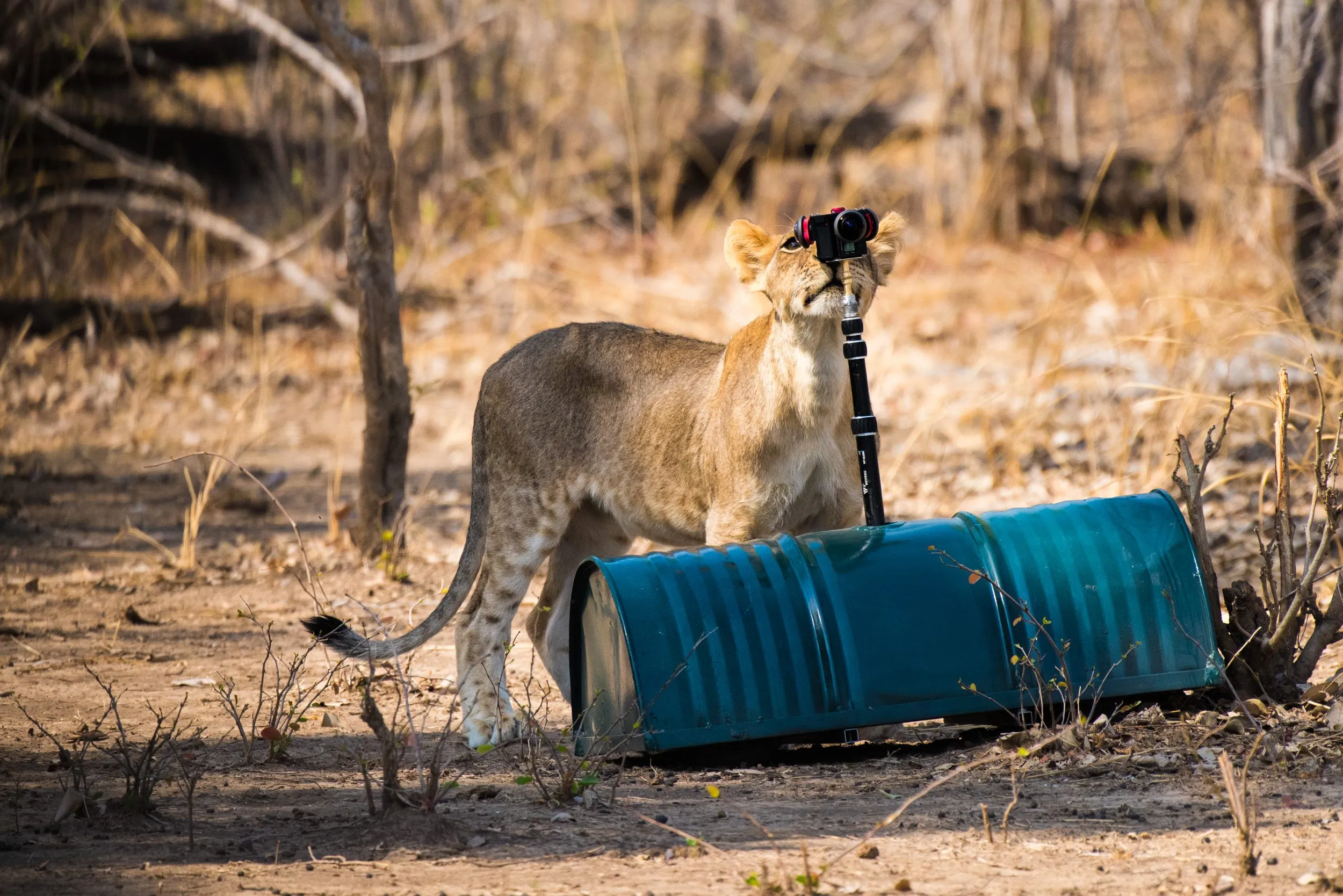 What's this? A young lion of the Mwamba One pride walks up to inspect the camera.