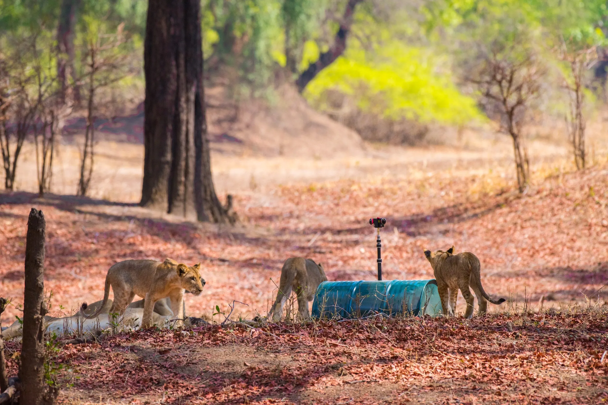 The Mwamba pride near the Droid camera platform.