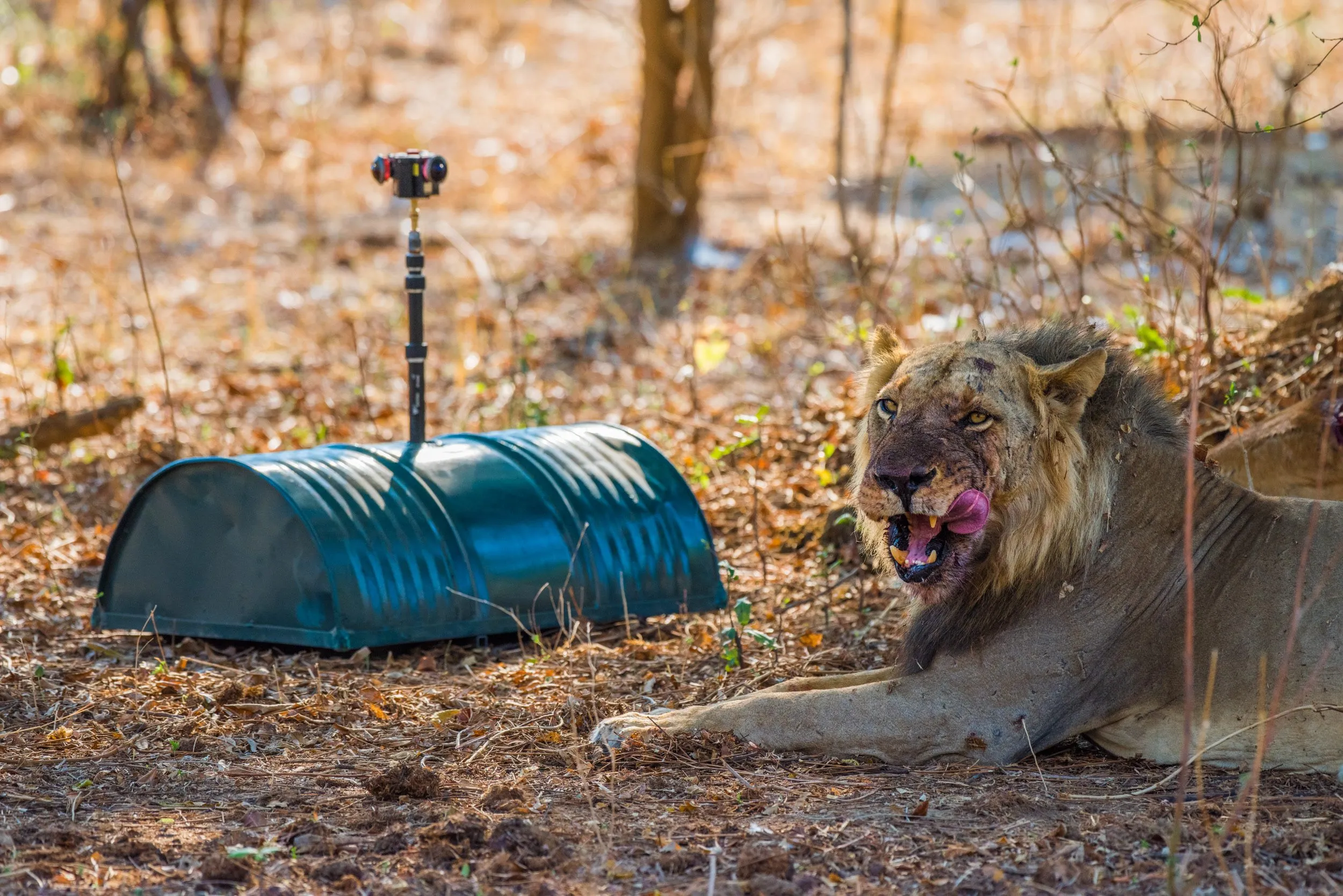 Lions of the Mwamba pride accepting the Droid as part of their environment.