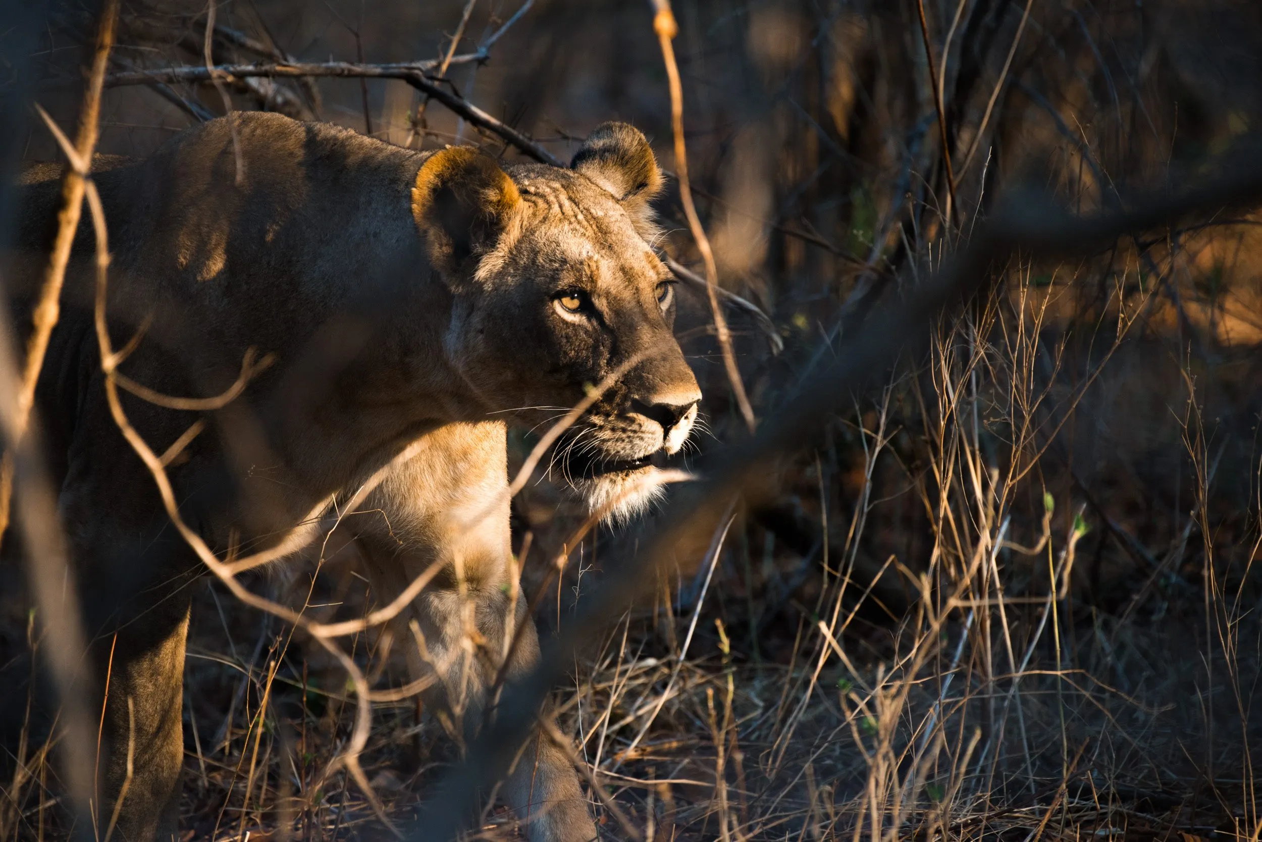 A lioness from the Mwamba One pride in Zambia.