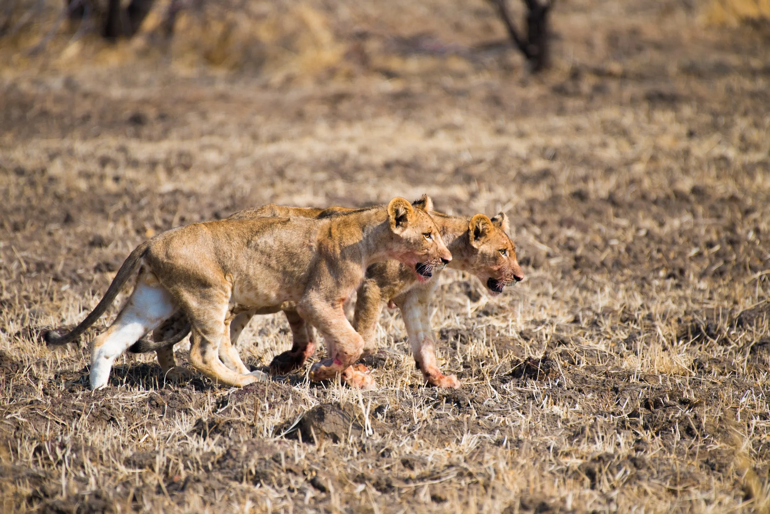 Young cubs of Mwamba Pride with blood on their fur, after eating the warthog their mother killed for them.
