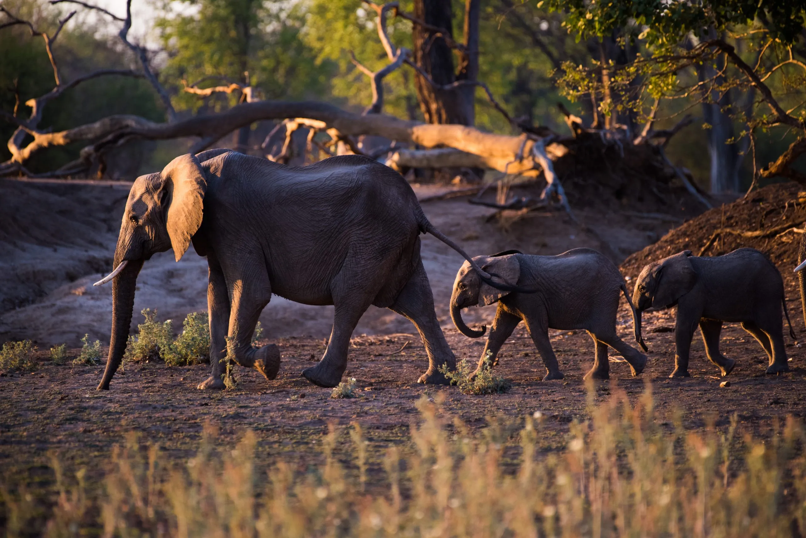 An African elephant cow walks across a sun-warmed clearing followed by two calves, the smaller calf holding her tail with its trunk.