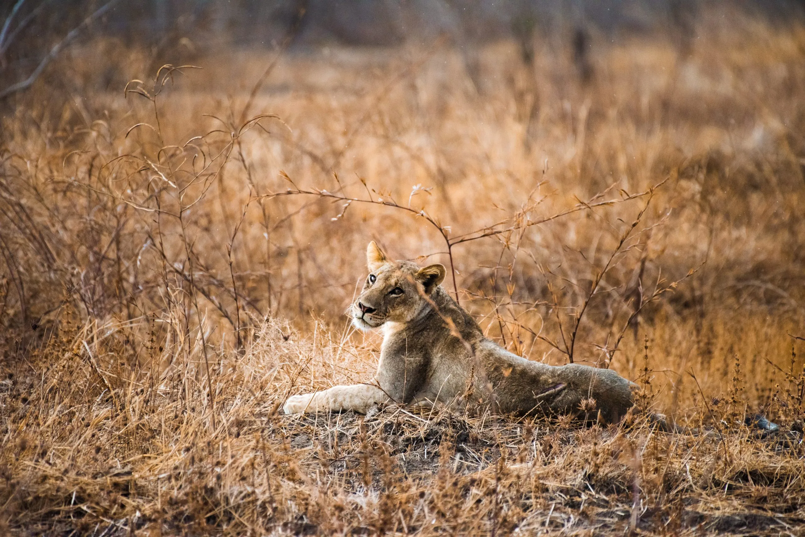 A lioness lies in dry tawny grass at last light in the Botswana bush, alert and watching off-frame.