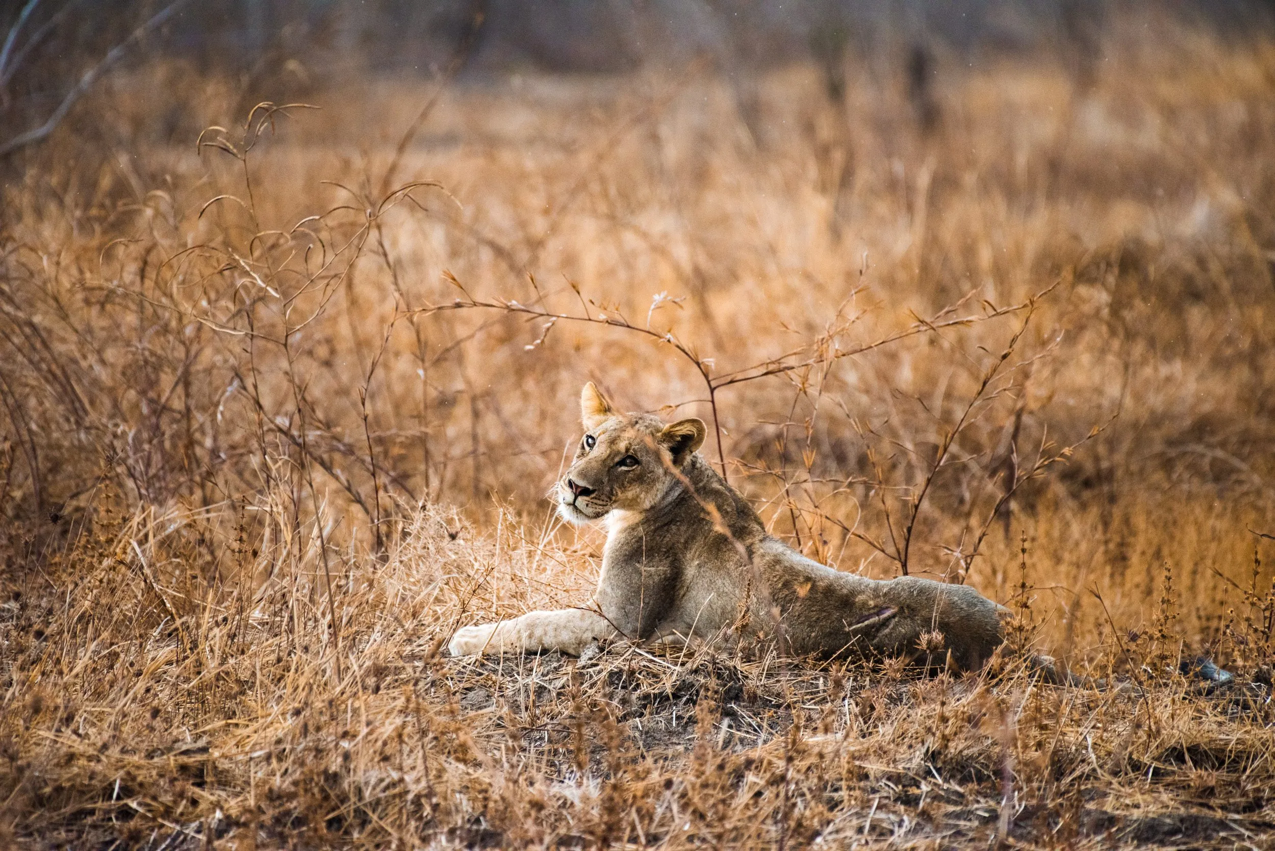 Following the Mwamba pride in South Luangwa National Park, Zambia.