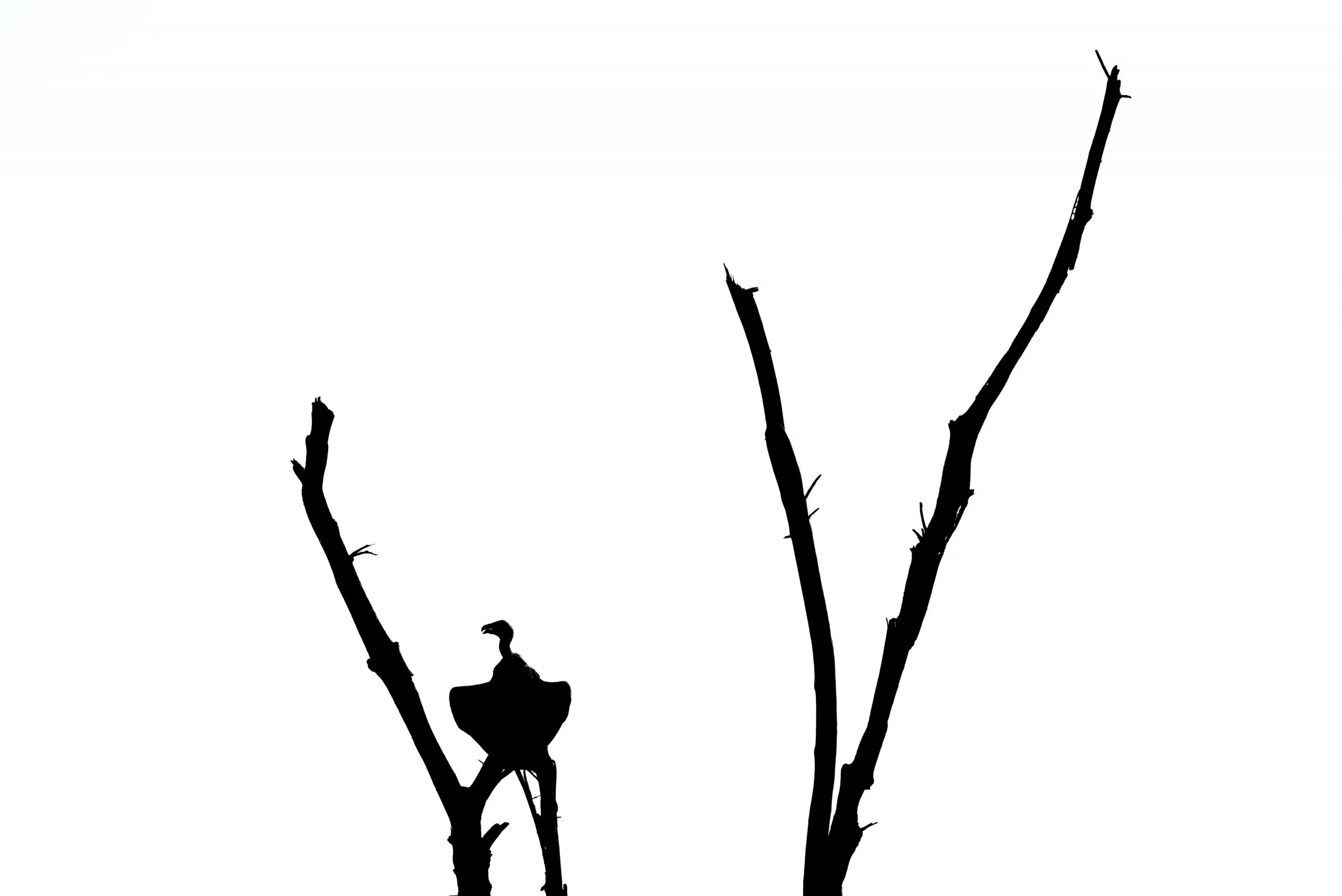 Stark silhouette of a vulture perched on the broken branches of a dead tree against a pure white sky.