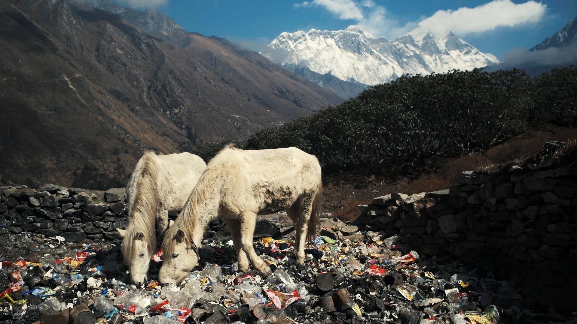 Two pale horses forage for food among plastic litter on a Khumbu hillside, snow-capped Lhotse rising in the background.