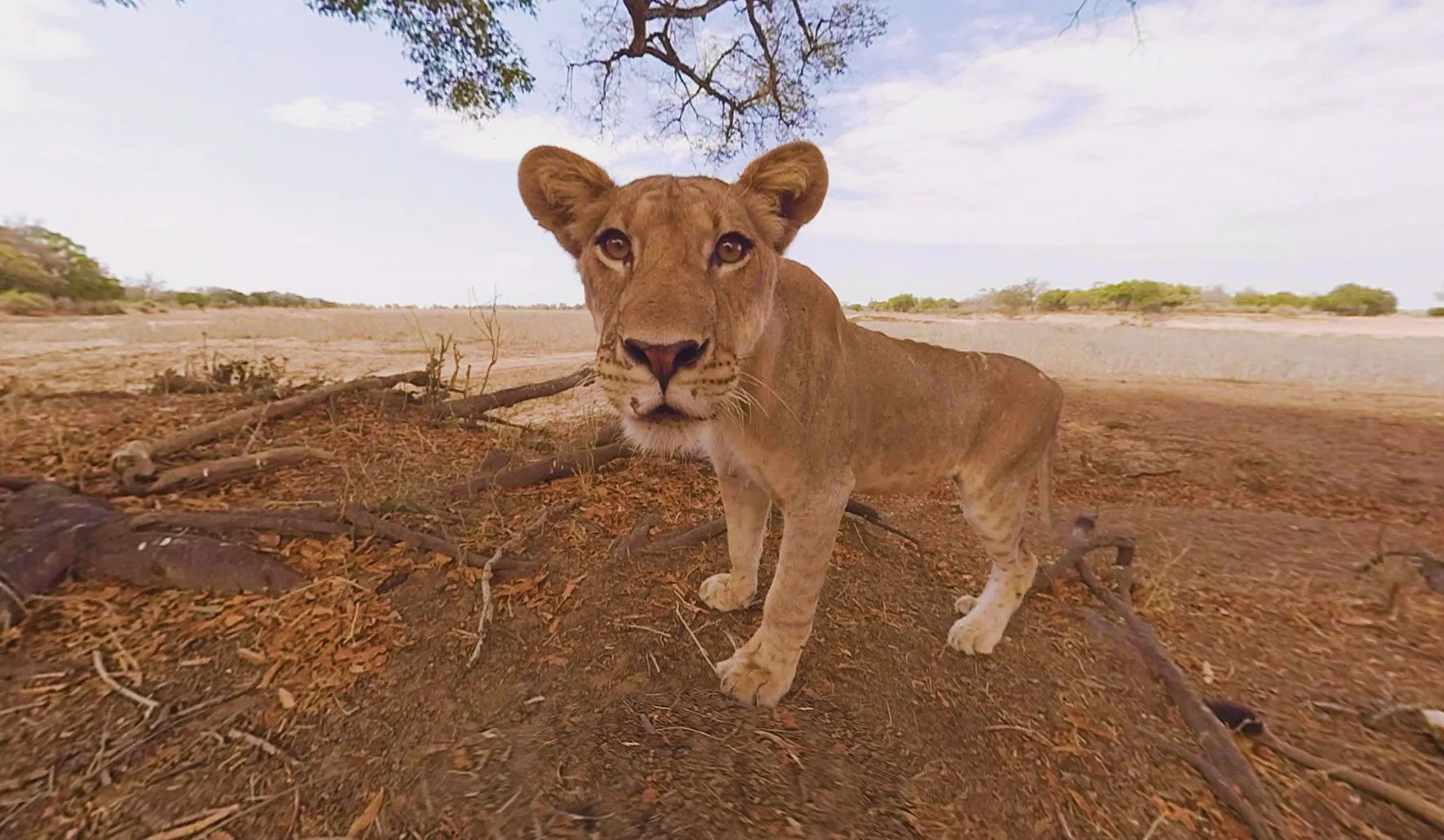 Gibson the Lion — en 360-dokumentär inifrån en flock vilda lejon.