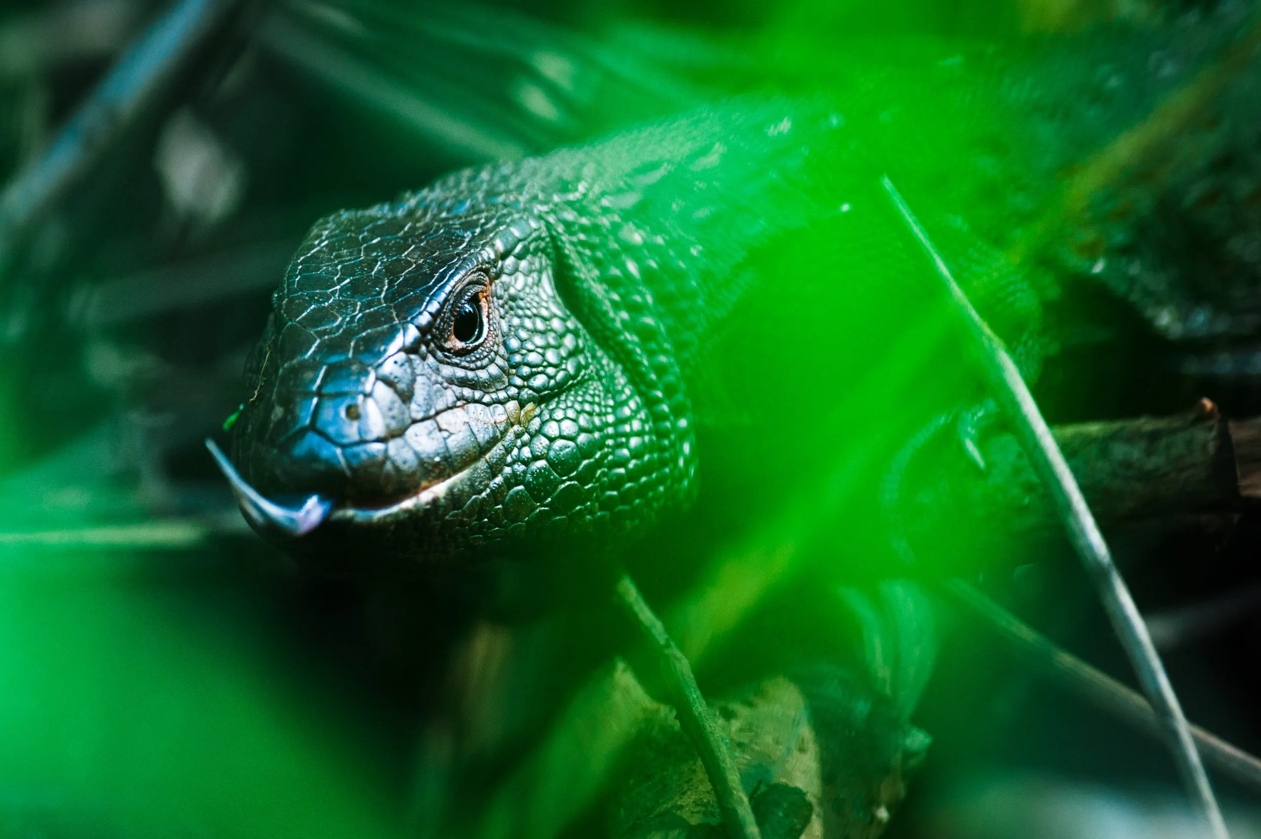 Macro shot of a small green lizard's head emerging from bright green vegetation on the floor of the Ecuadorian Amazon.
