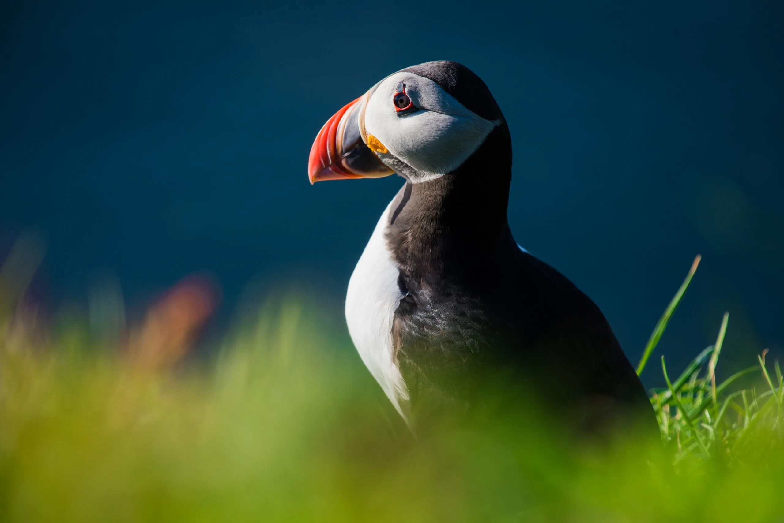Close-up portrait of an Atlantic puffin sitting in green grass with a deep-blue out-of-focus sea behind, in the Faroe Islands.
