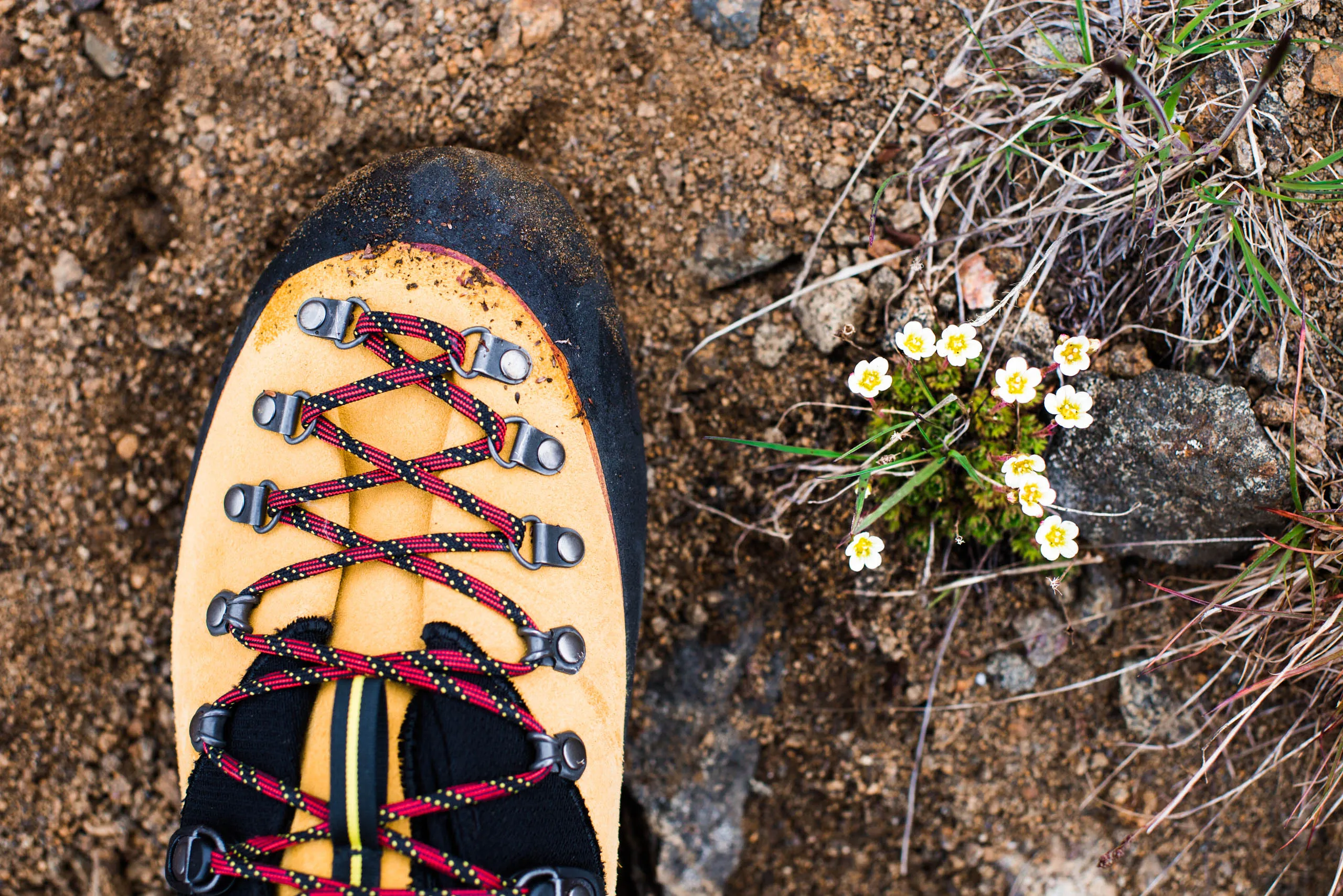 Hiking boot beside tiny white wildflowers growing from rocky arctic tundra soil