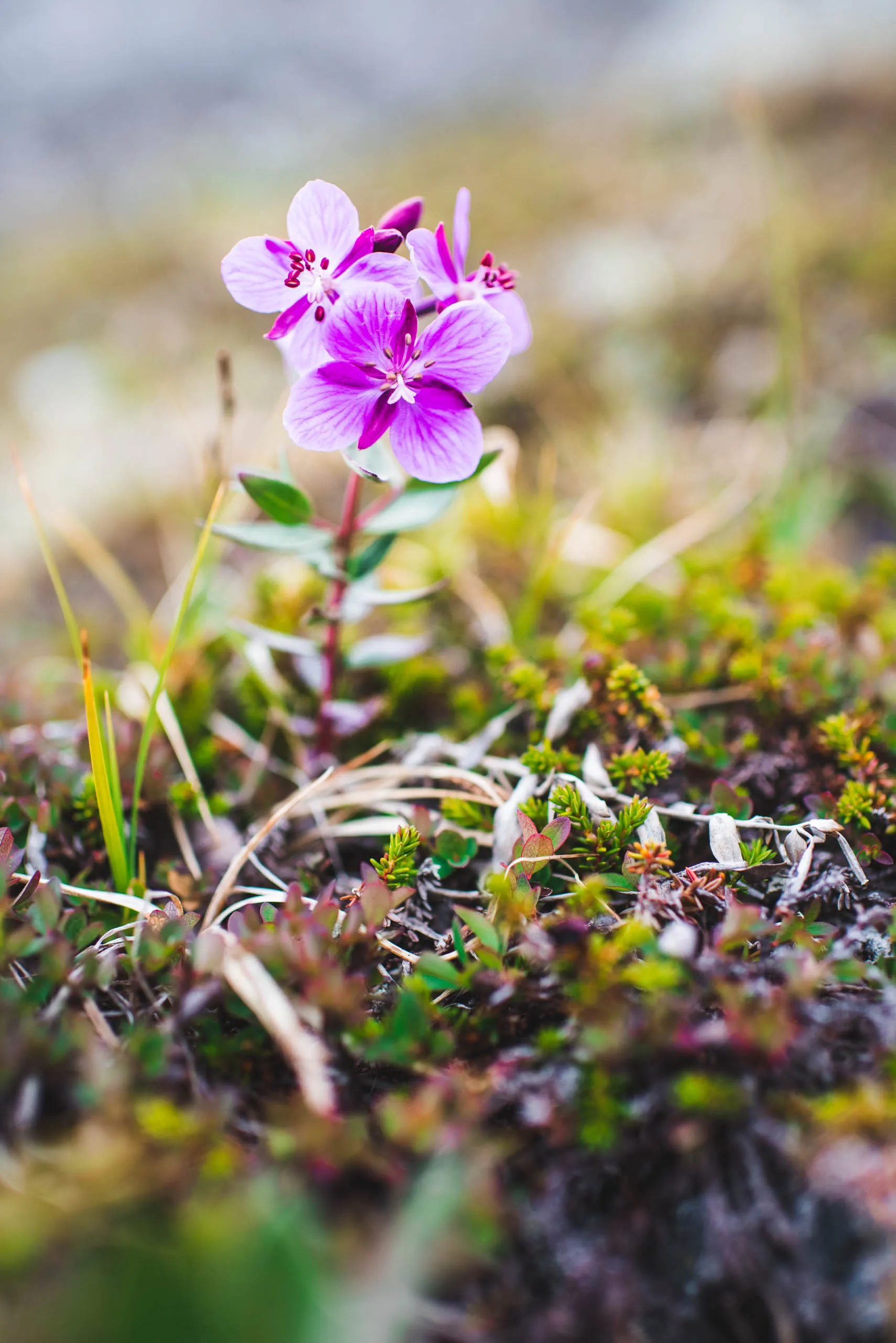 Delicate purple Arctic wildflower in sharp focus rising from a carpet of tundra moss