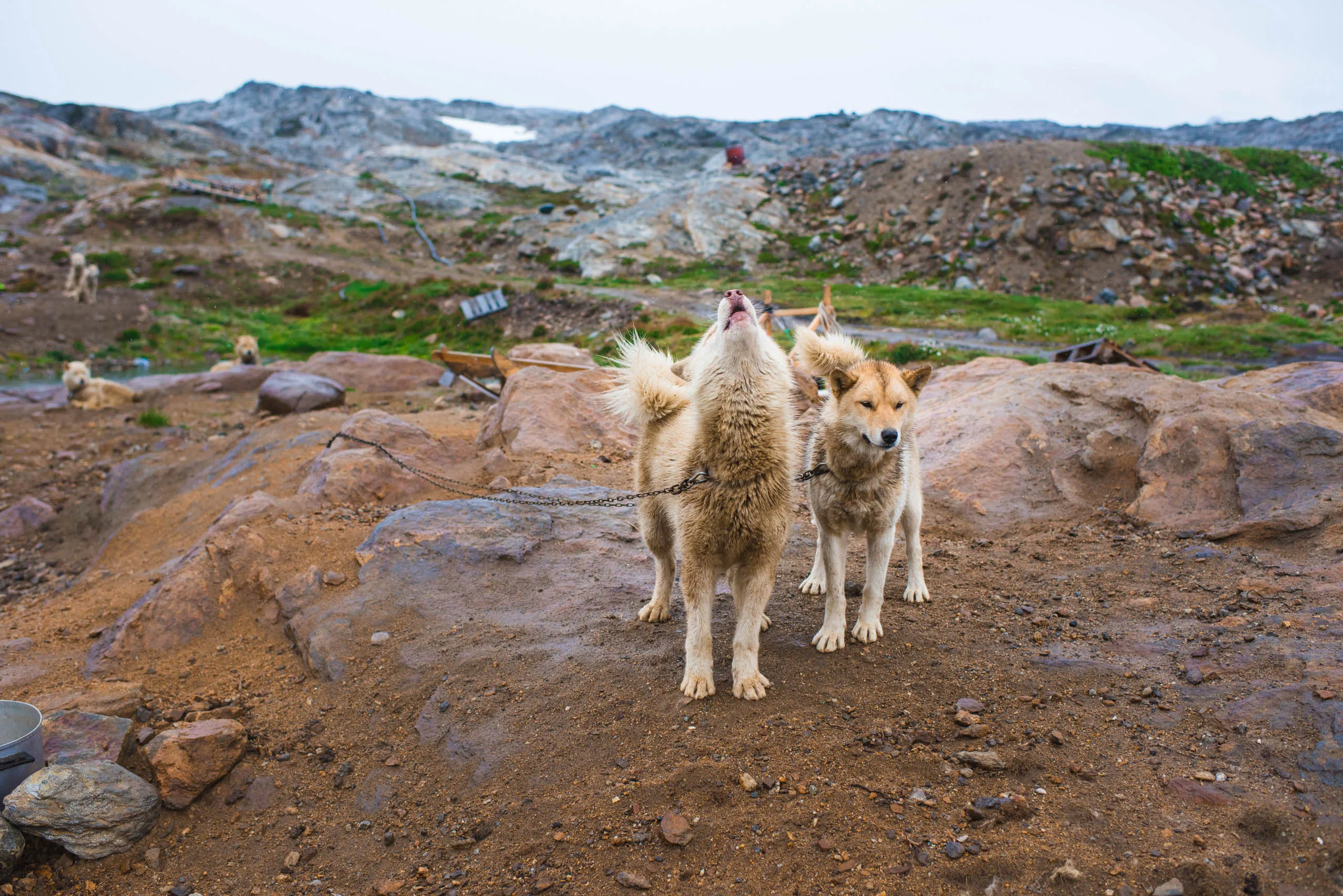 Two chained sled dogs howl on rocky ground in a remote Greenlandic settlement