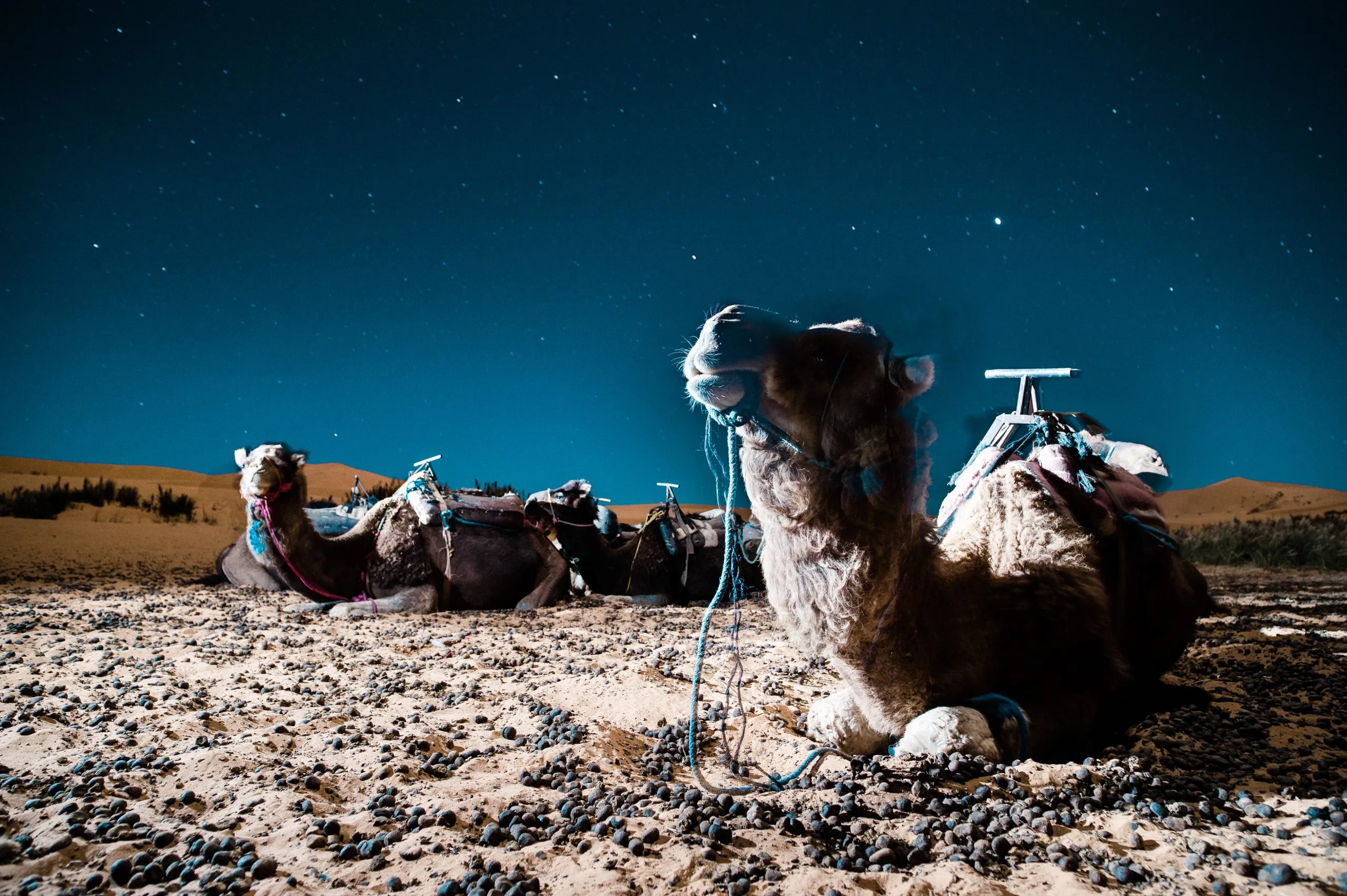 Camels rest under a starry desert sky in Morocco's Erg Chebbi, their saddles still in place on the cool sand.