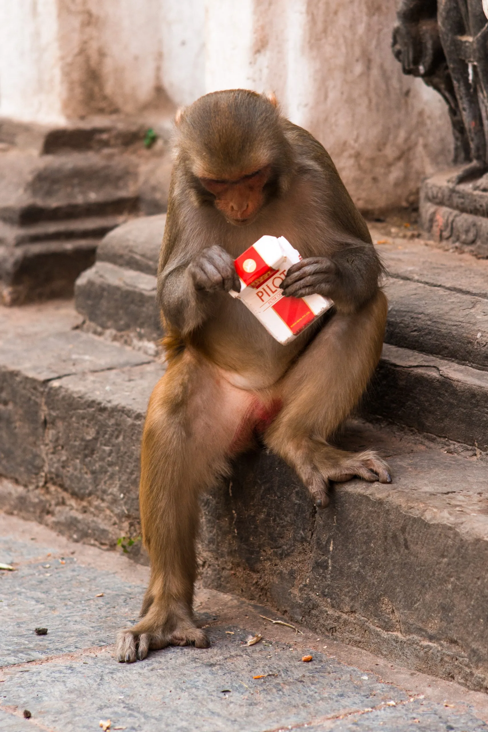 A rhesus macaque sits on temple steps in Kathmandu inspecting a small Pilot juice carton it has stolen.