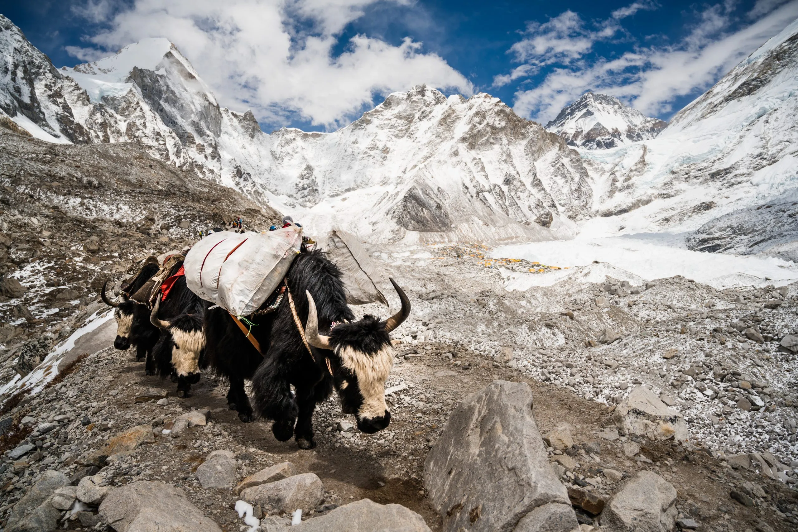 A train of yaks loaded with white expedition gear walks down a rocky moraine in the Khumbu Himalayas of Nepal, with snowy peaks rising behind.