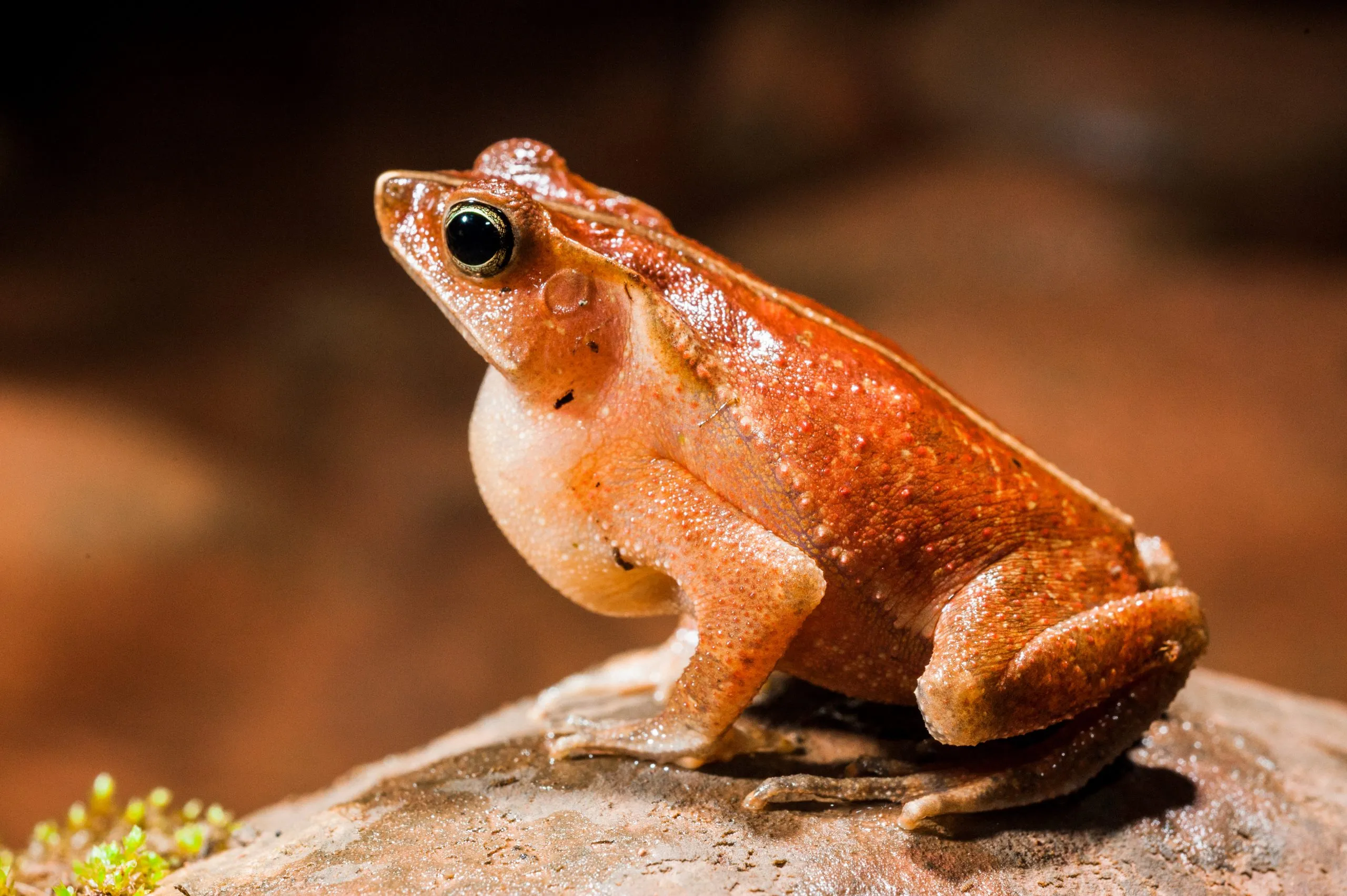Macro portrait of a small orange-red toad on a mossy rock on the floor of the Peruvian Amazon.