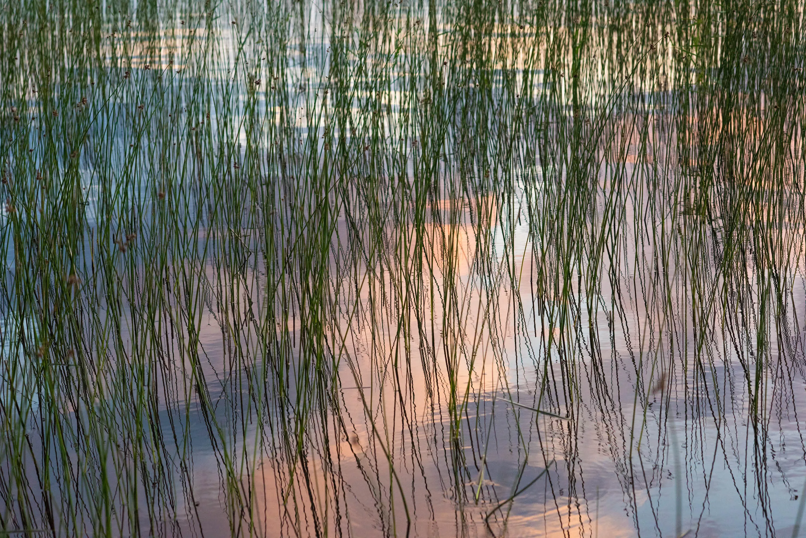 Lake reeds reflected in still water at dawn, with the pink-and-blue sunrise sky mirrored on the surface.