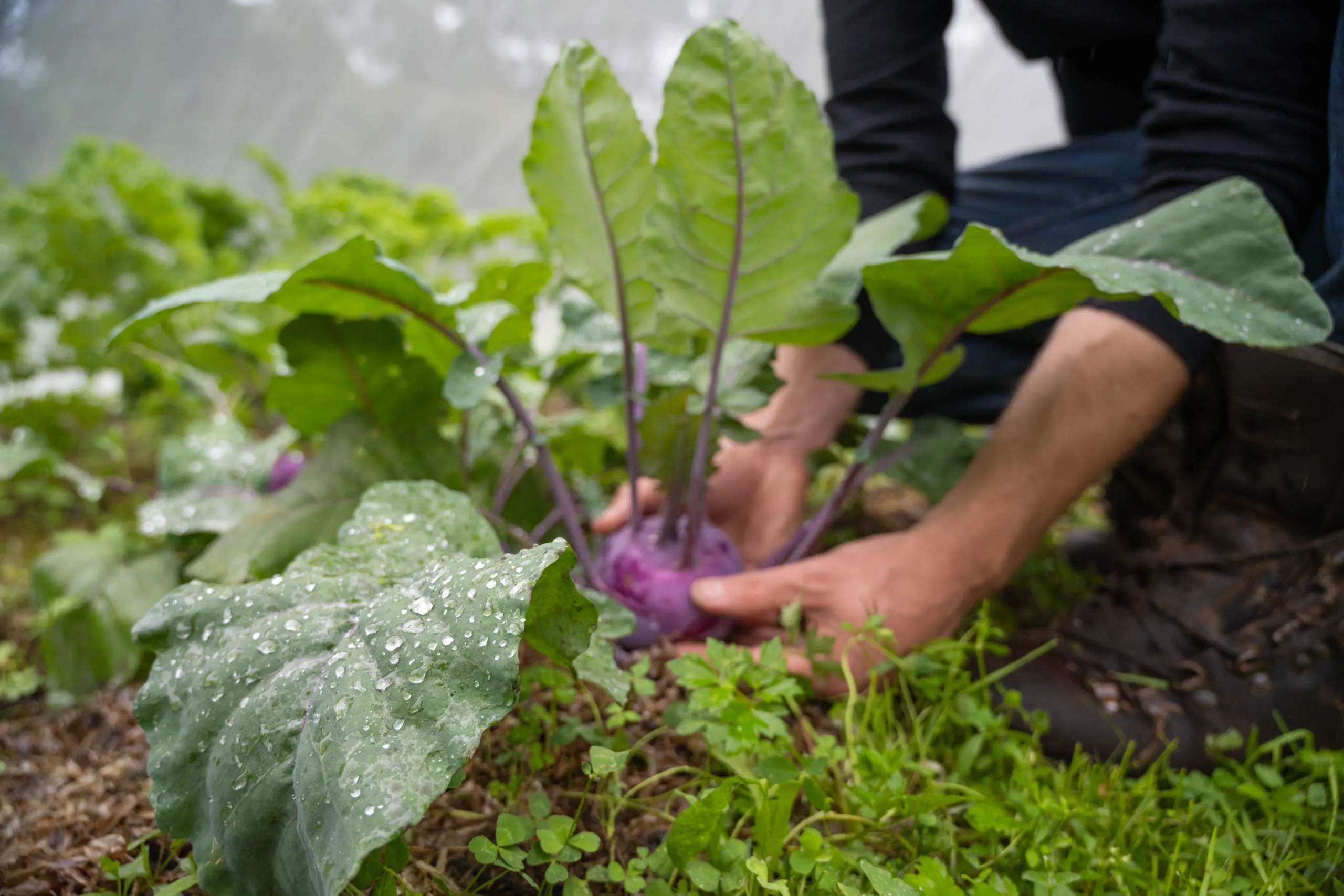 Hands cupped around a purple kohlrabi growing in a polytunnel garden, raindrops beaded on its broad leaves.