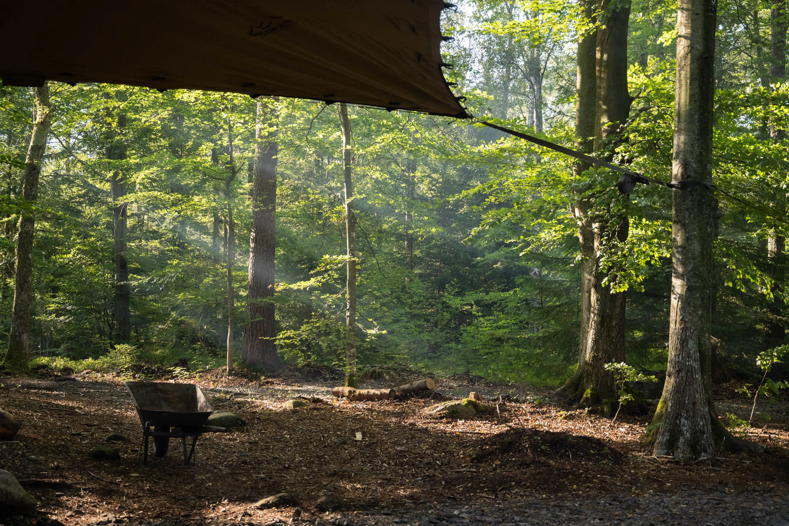 A wheelbarrow stands under a brown tarp shelter in a sunlit beech forest, soft morning light streaming through the canopy.