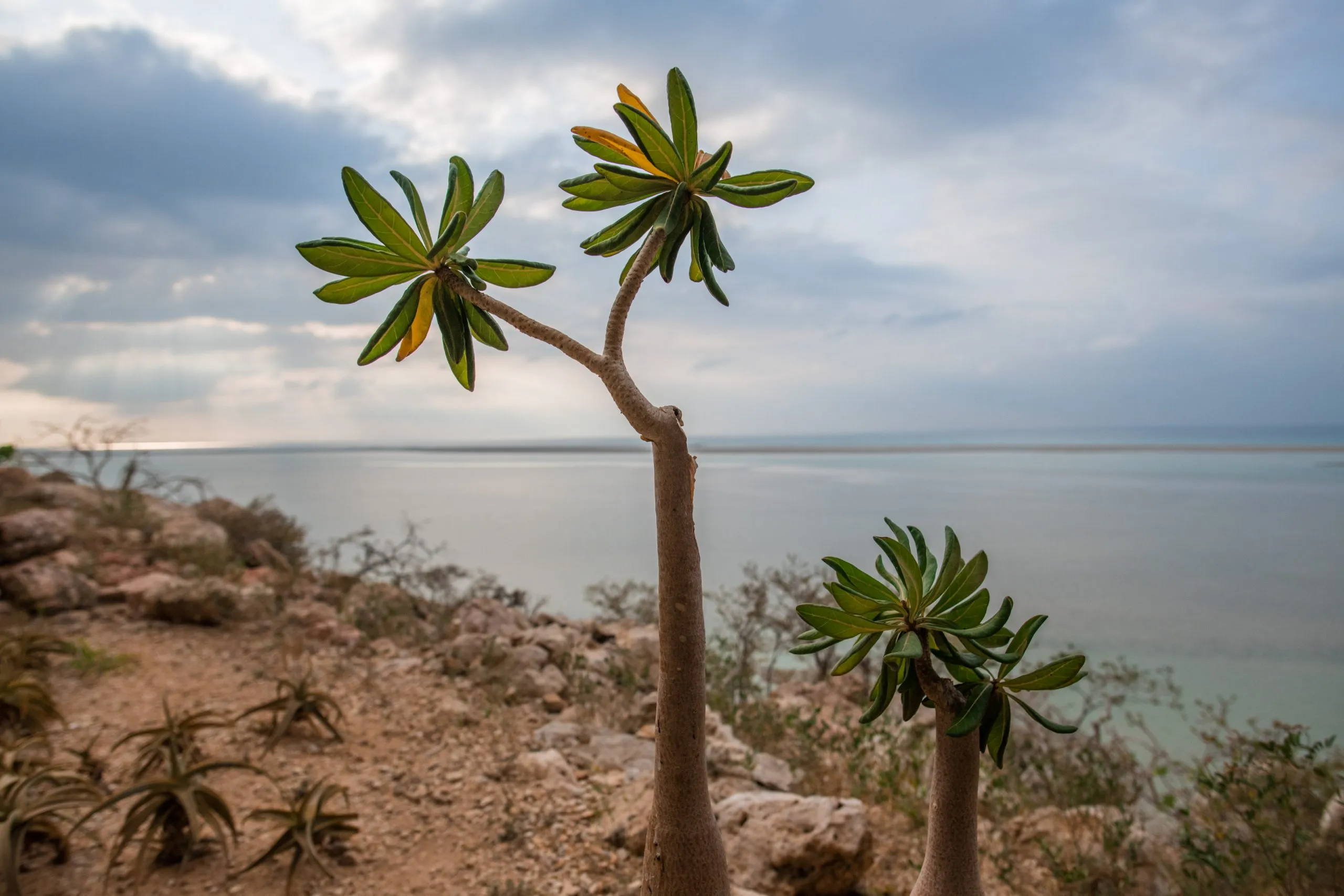 Two desert rose plants (Adenium socotranum) in pink bloom, their swollen trunks rooted on a rocky shore above the sea.