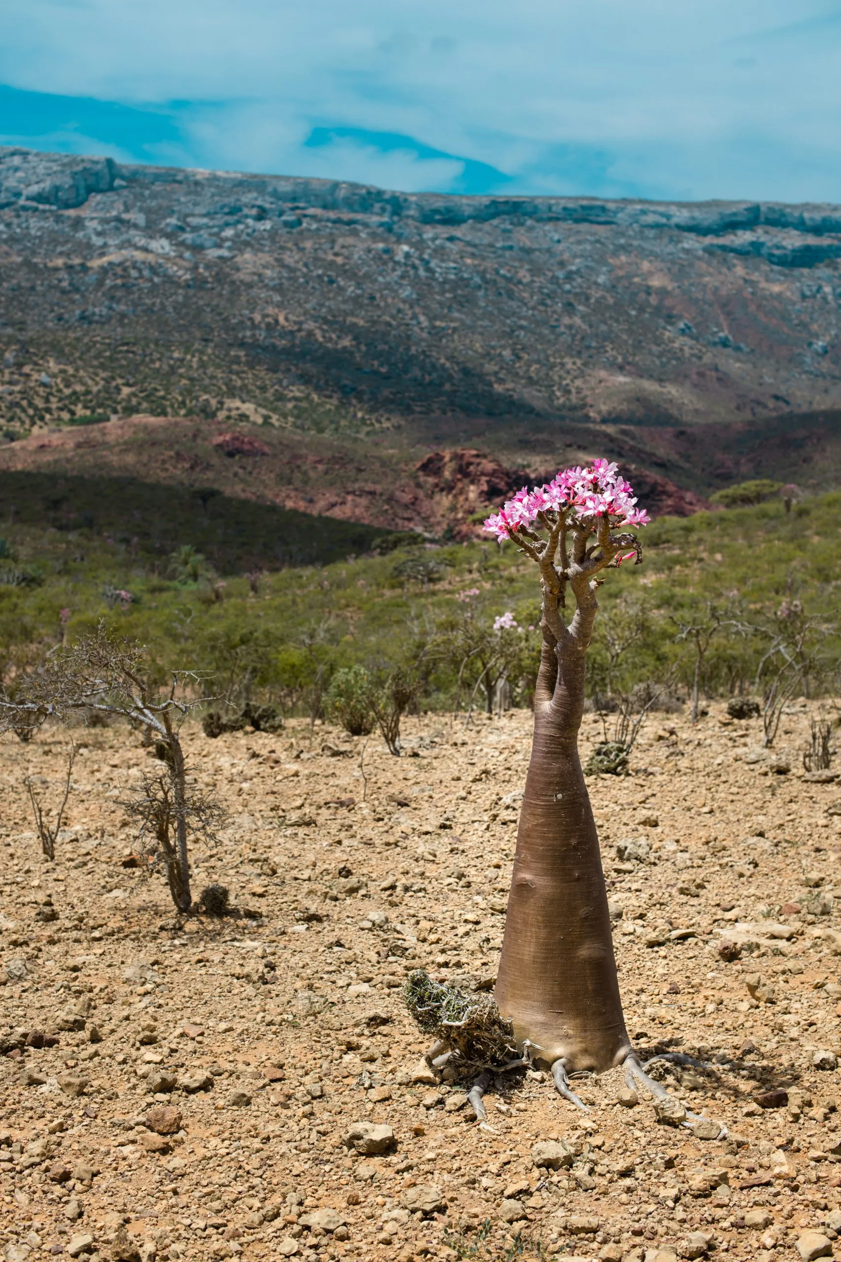 A lone bottle tree (Adenium socotranum) in pink bloom rises from red soil, with hazy mountains behind on Socotra's plateau.