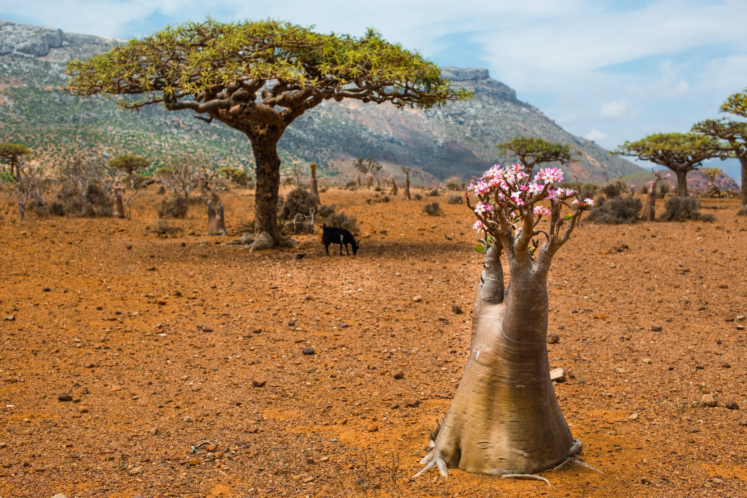 A bottle tree stands among scattered Dragon's Blood Trees on Socotra's red plateau, a goat grazing in the middle distance.