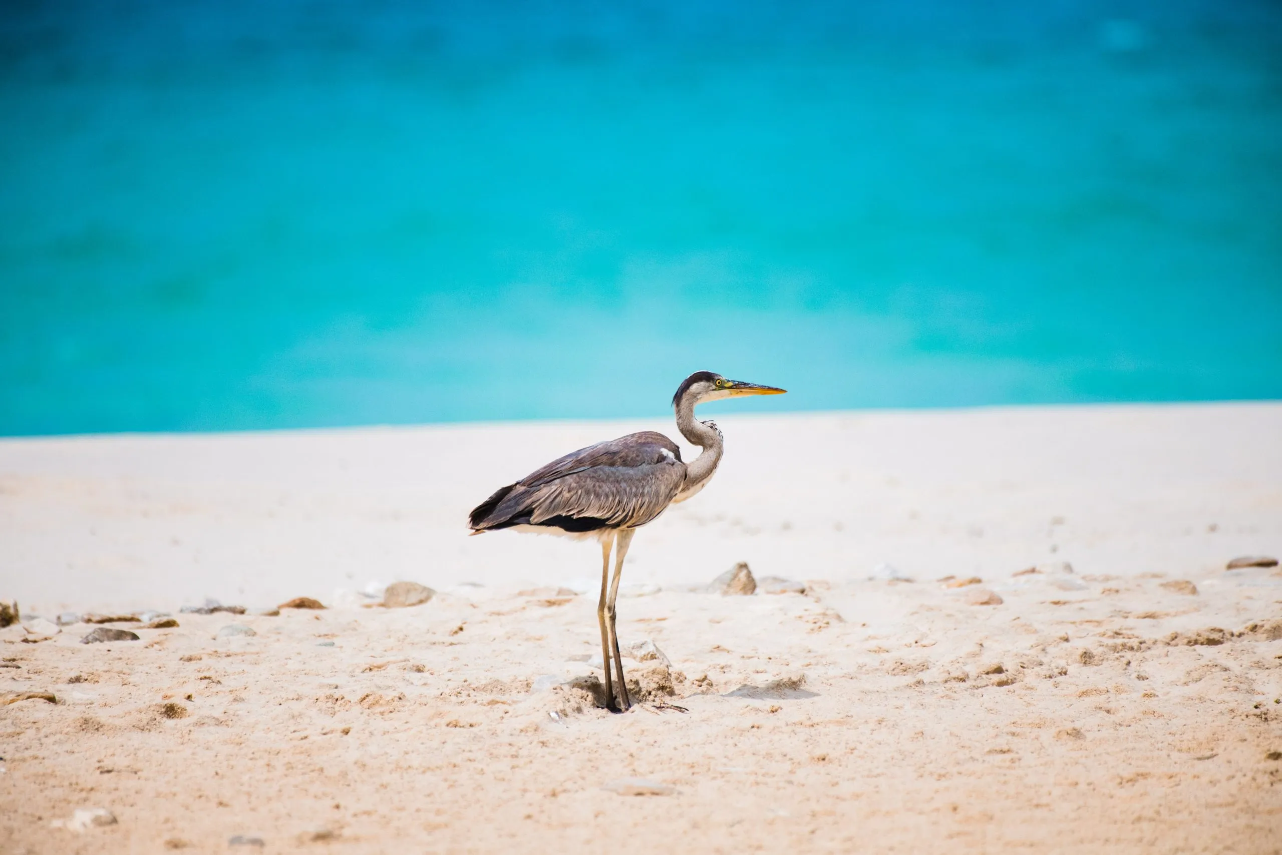 A grey heron stands on a white sand beach in front of bright turquoise water on Socotra's coast.