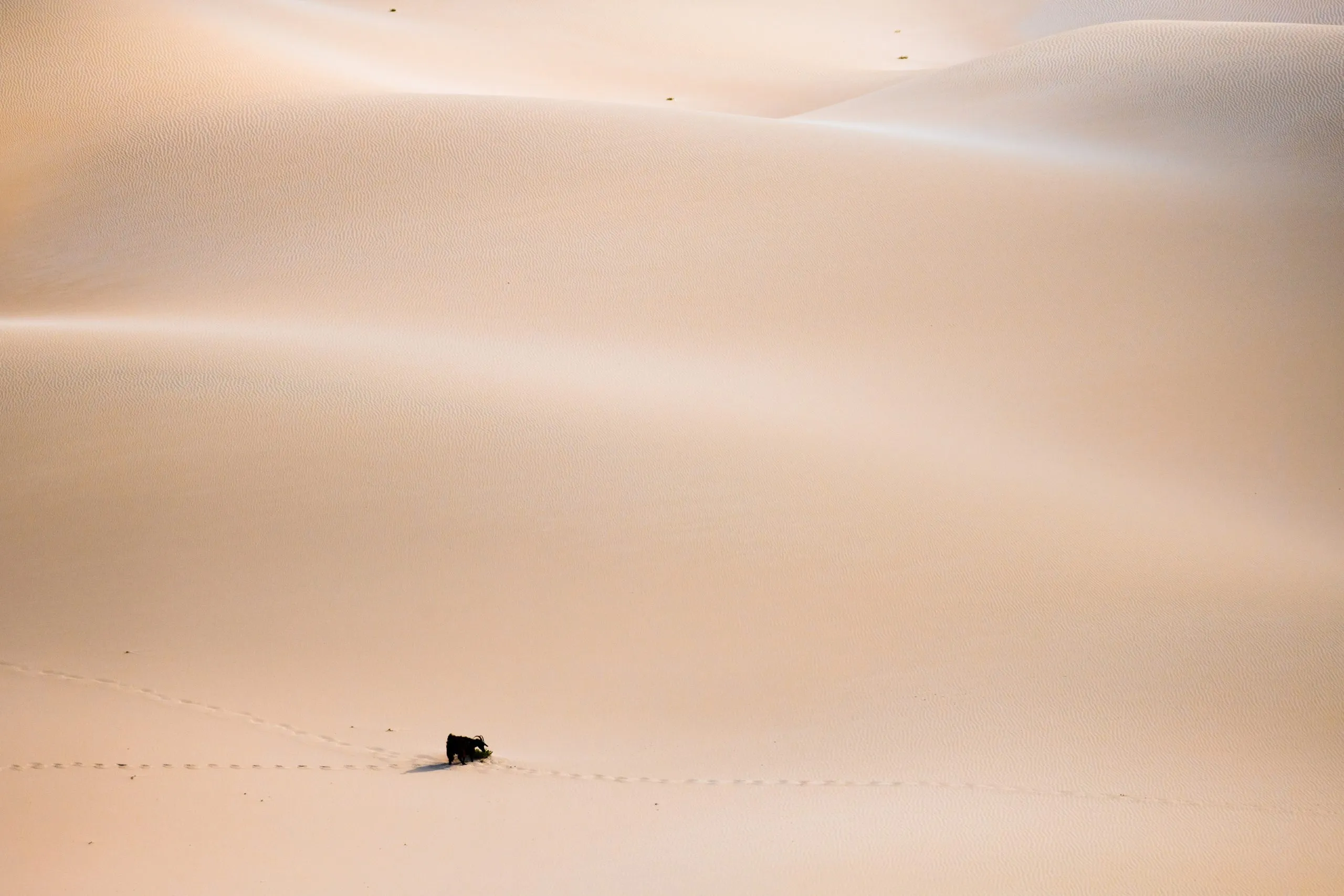 A small black goat crosses a vast pale dune at sunset, leaving a trail of footprints across the rippled sand.
