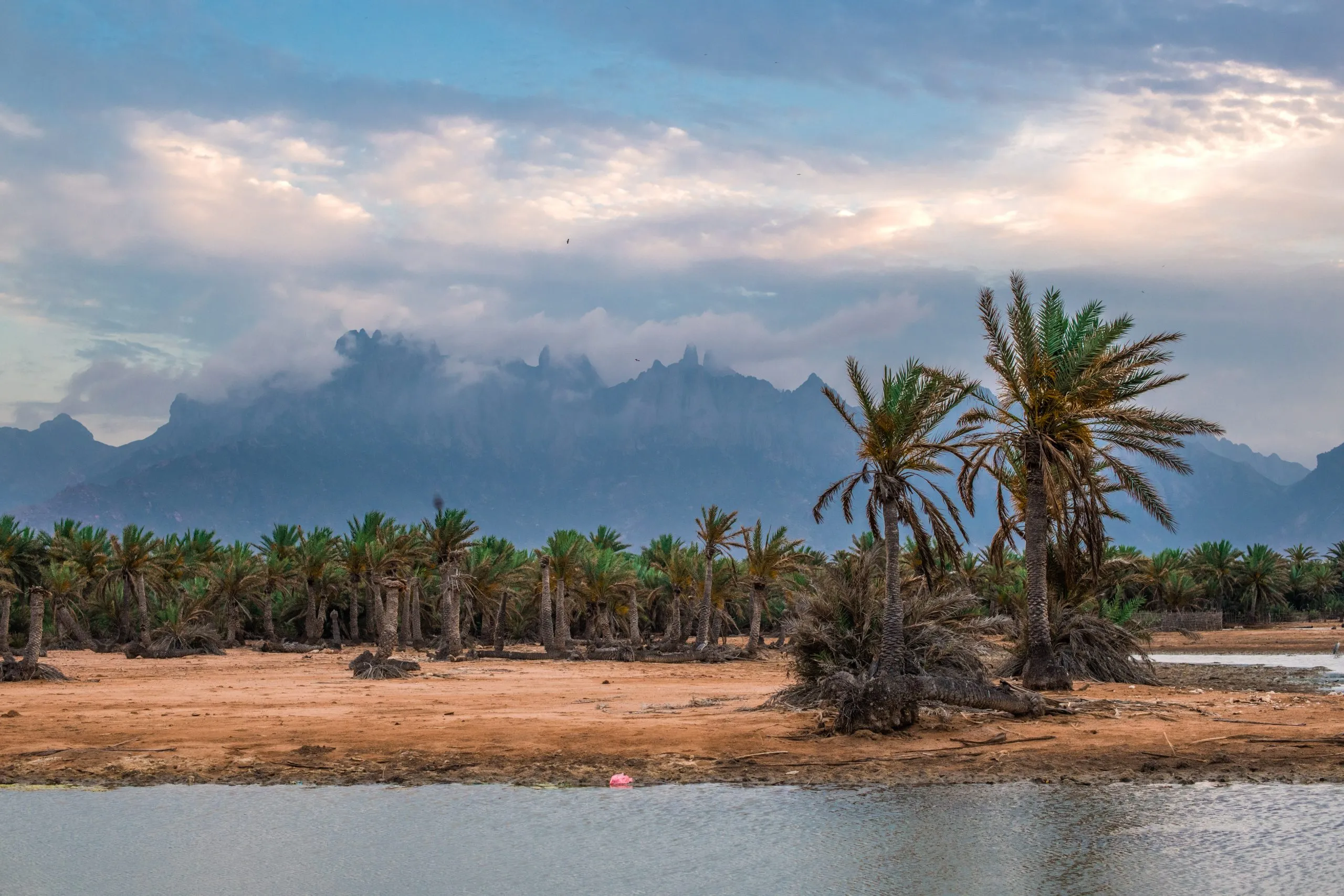 A dense date palm grove in front of the misted spires of the Haghier Mountains on Socotra at sunset.