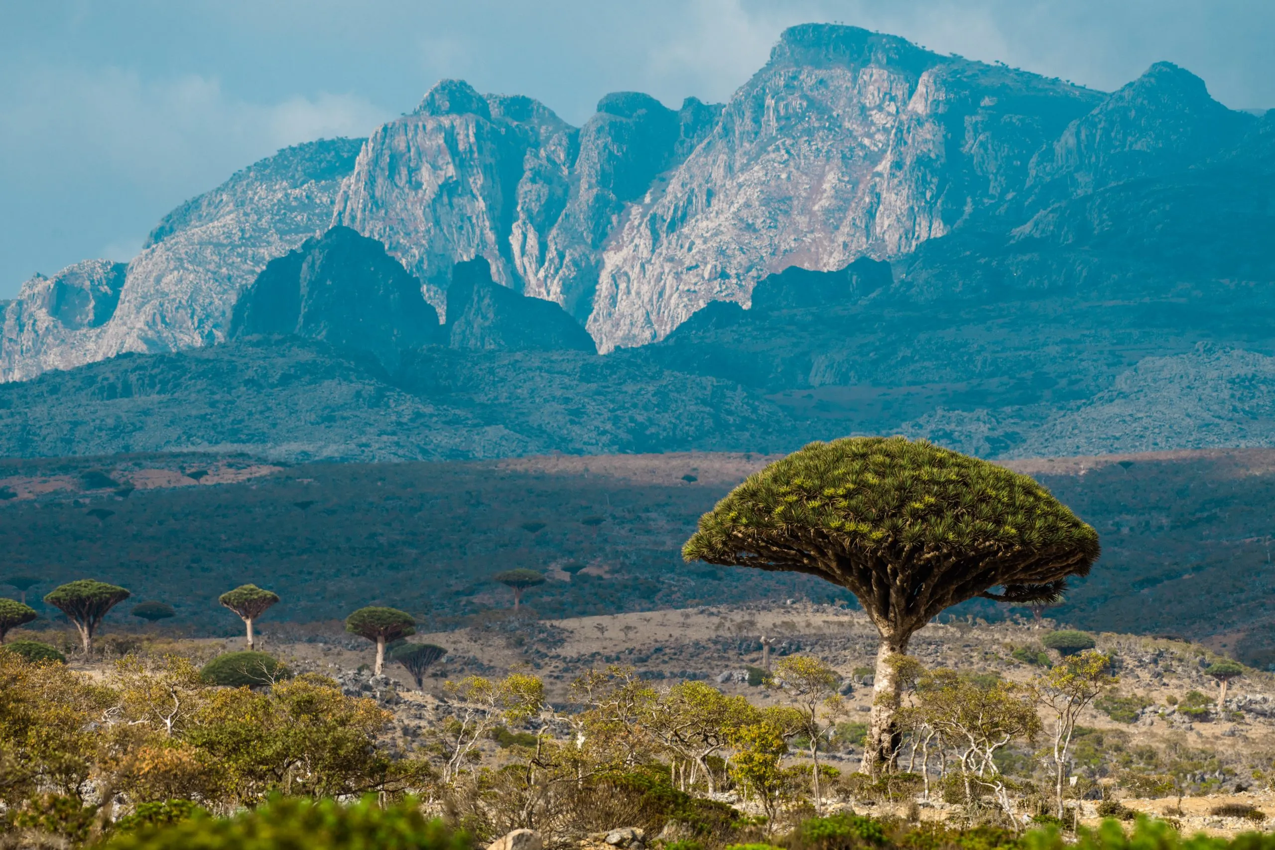 A solitary Dragon's Blood Tree stands on a high plateau with the sheer cliffs of the Haghier Mountains rising behind it.