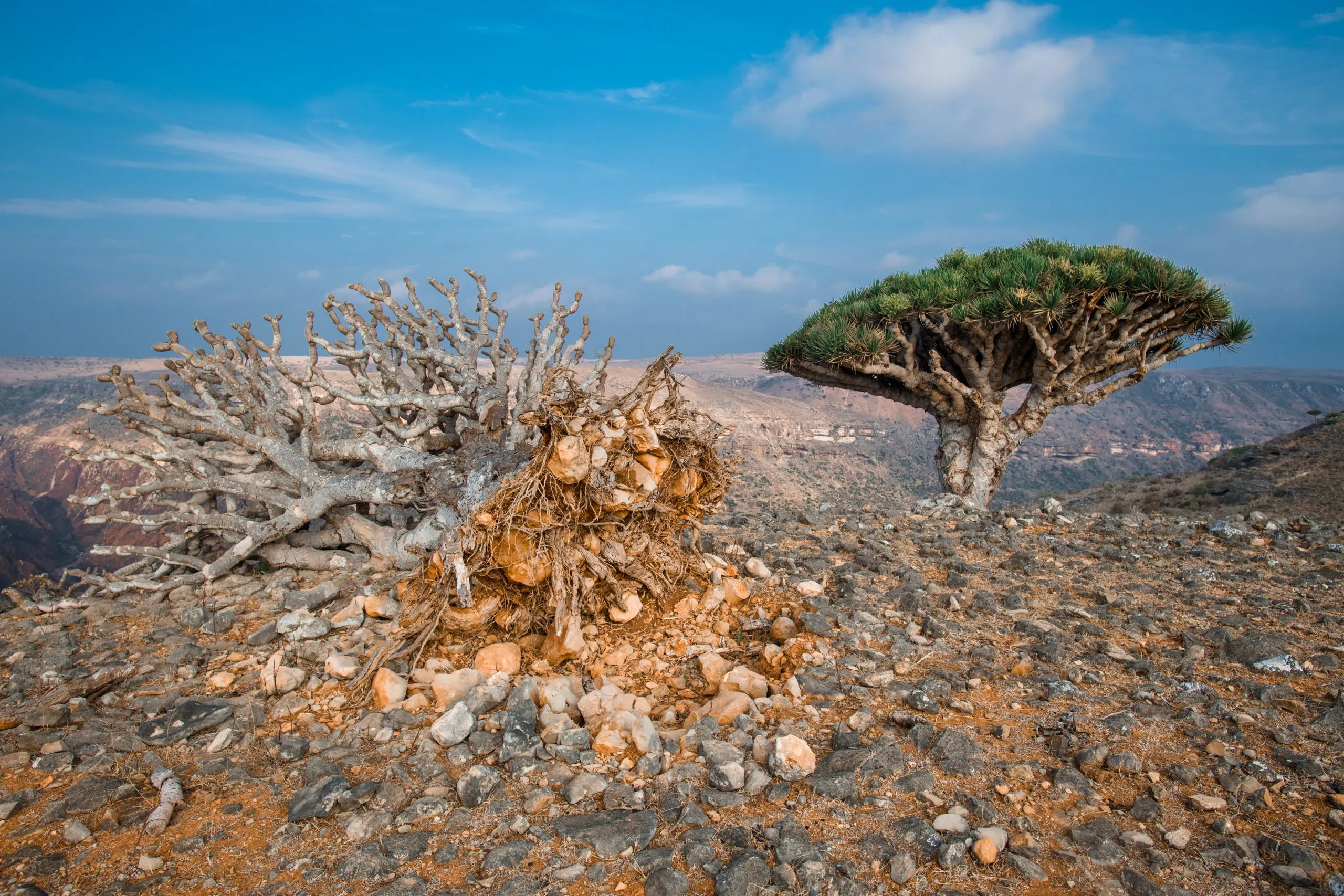 A Dragon's Blood Tree perches on a rocky cliff edge beside a gnarled dead bush against a clear blue sky on Socotra.