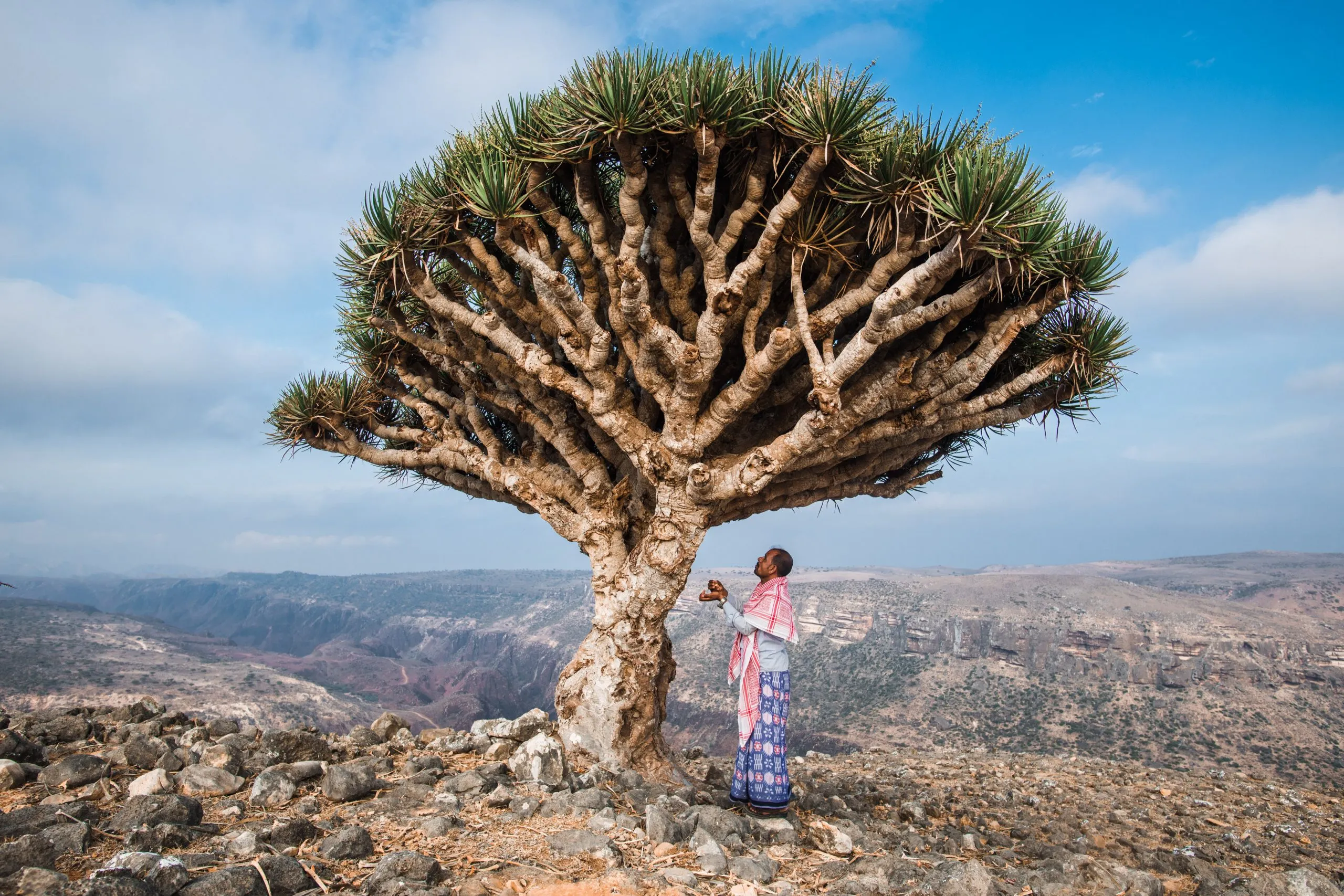 A person stands beside an ancient Dragon's Blood Tree on a rocky plateau on the island of Socotra, Yemen.