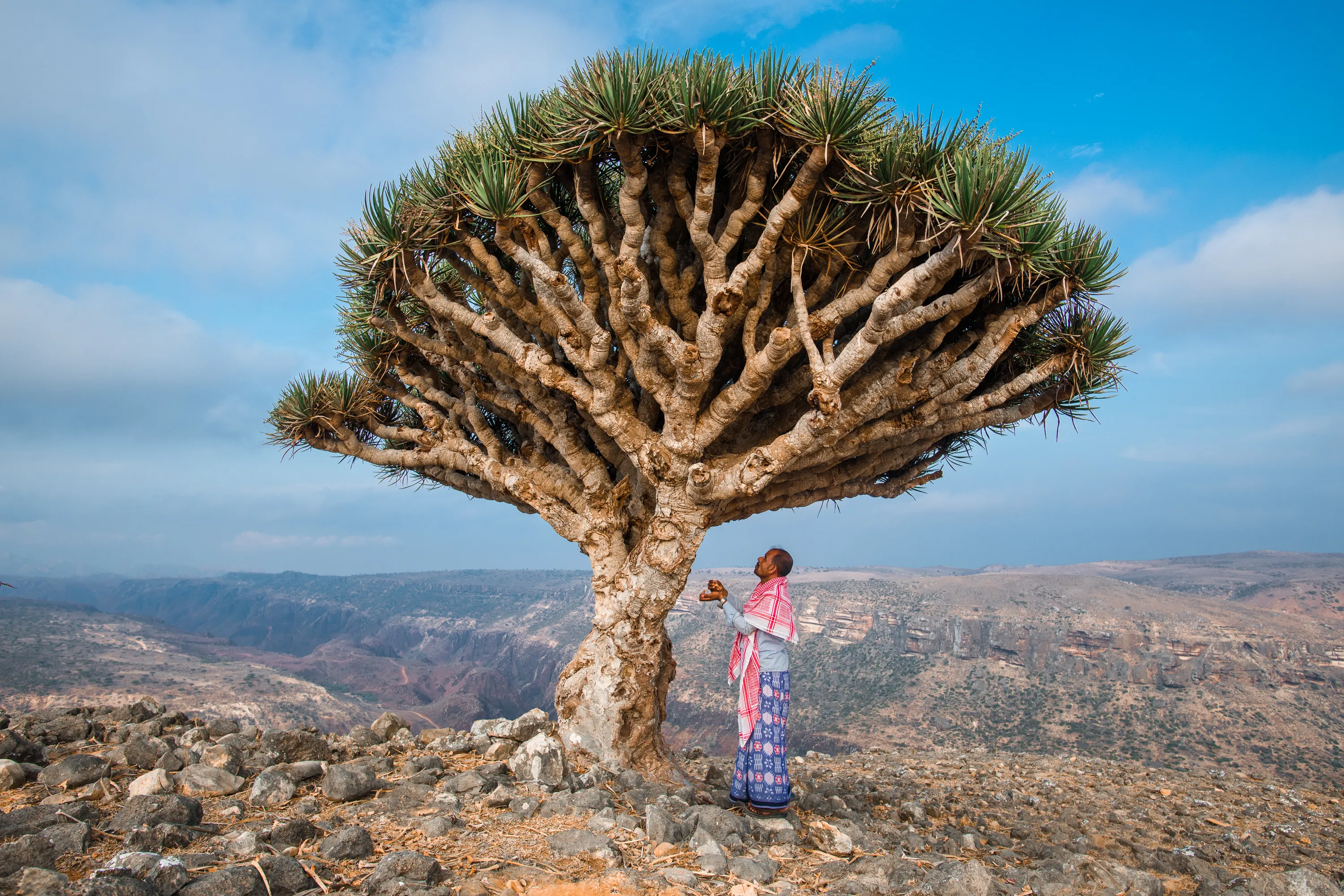 A Dragon's Blood Tree on the island of Socotra, Yemen.