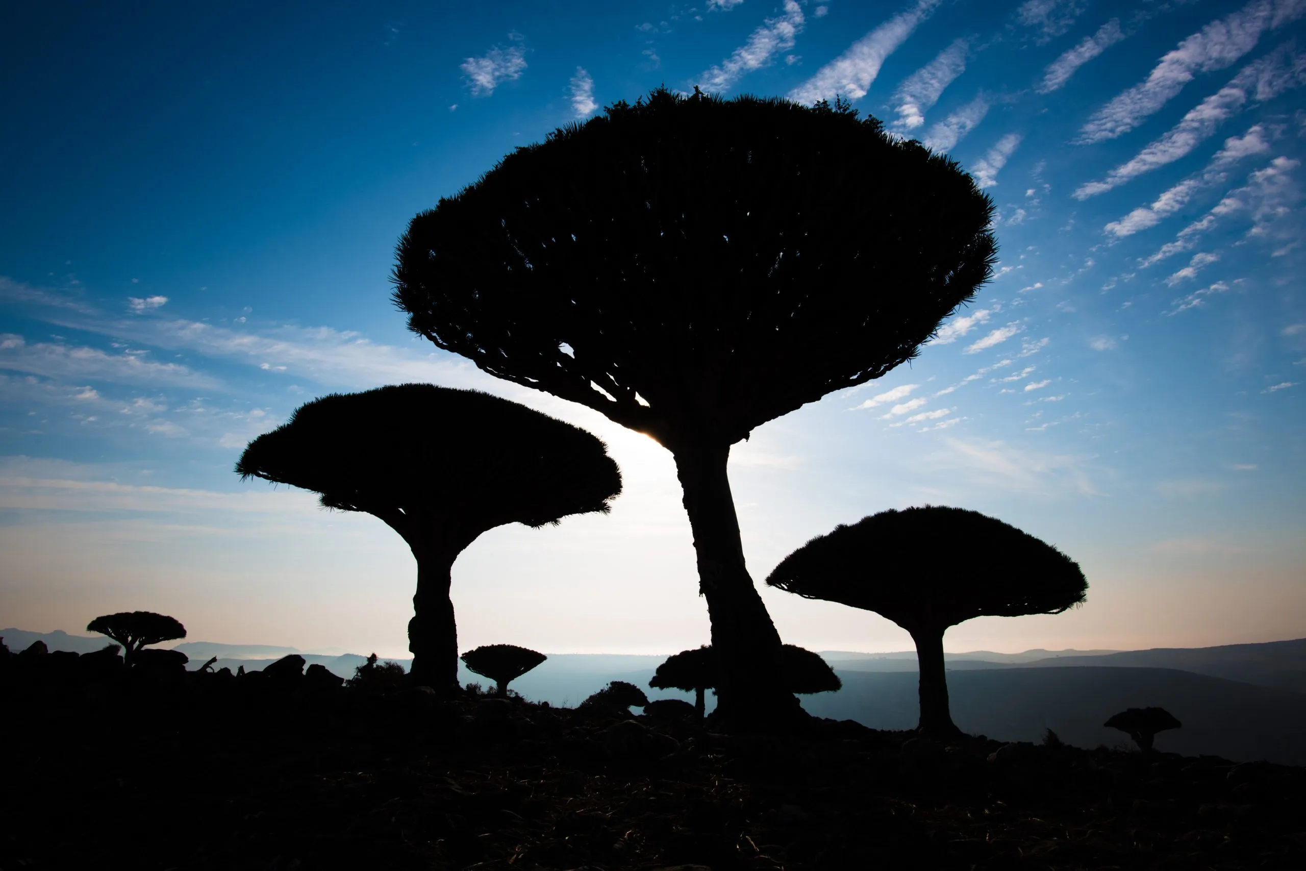 Three Dragon's Blood Trees silhouetted against a deep blue sunrise sky on the Diksam Plateau of Socotra, Yemen.