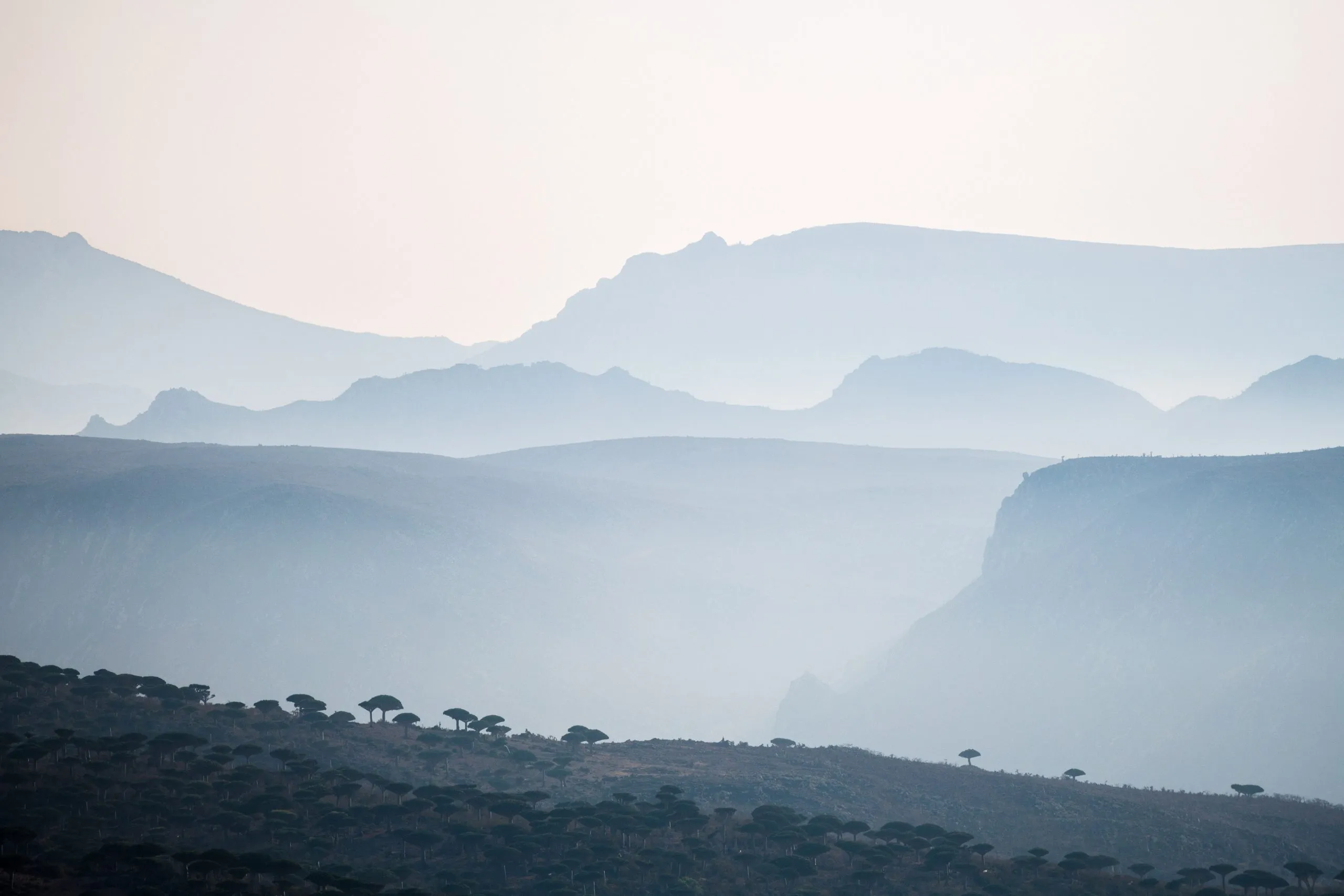 Layered ridgelines fade into hazy distance, the silhouettes of countless Dragon's Blood Trees scattered across the slope in the foreground.