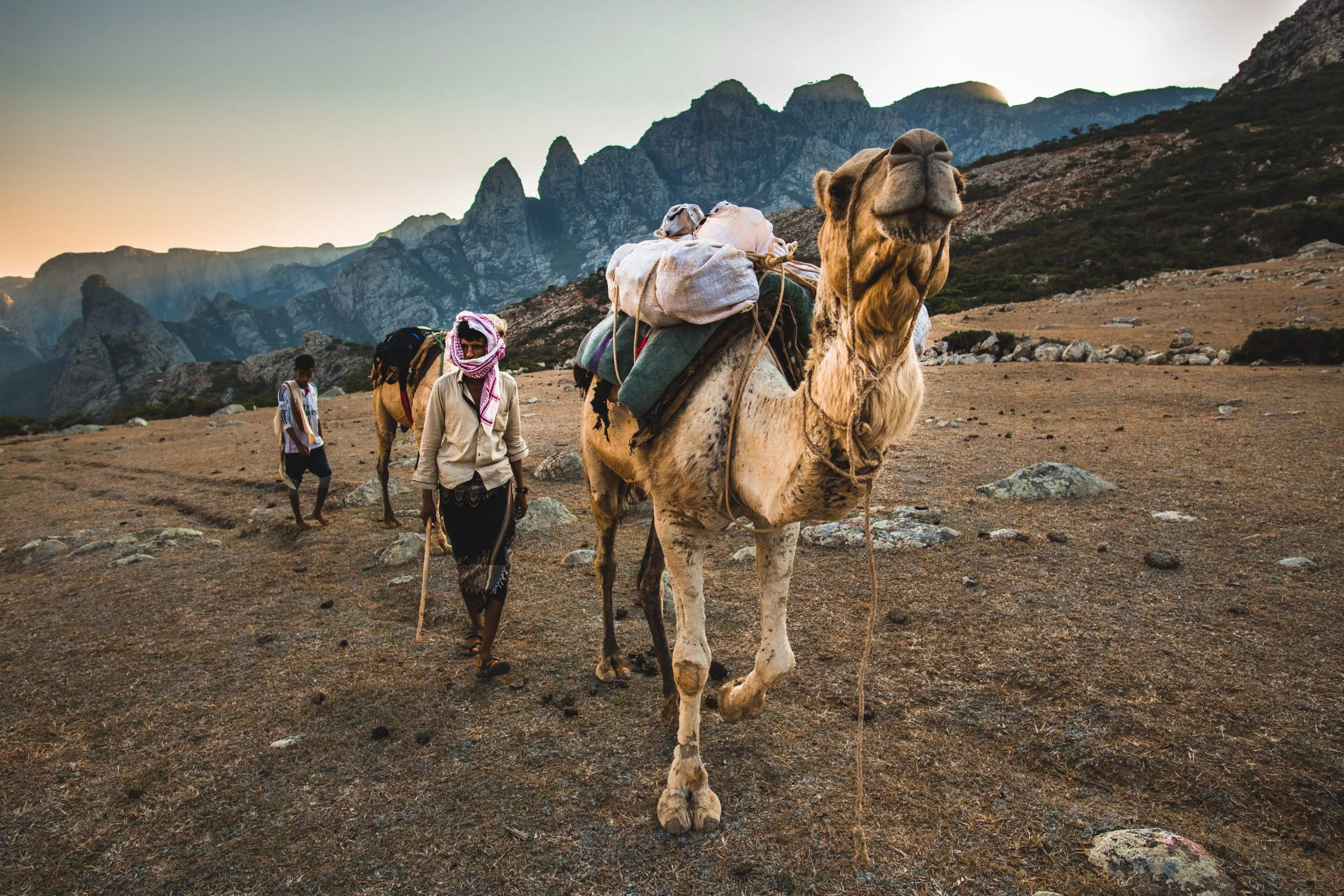 Two Socotri herders walk with a loaded camel through the Haghier highlands at dusk, jagged peaks rising behind.