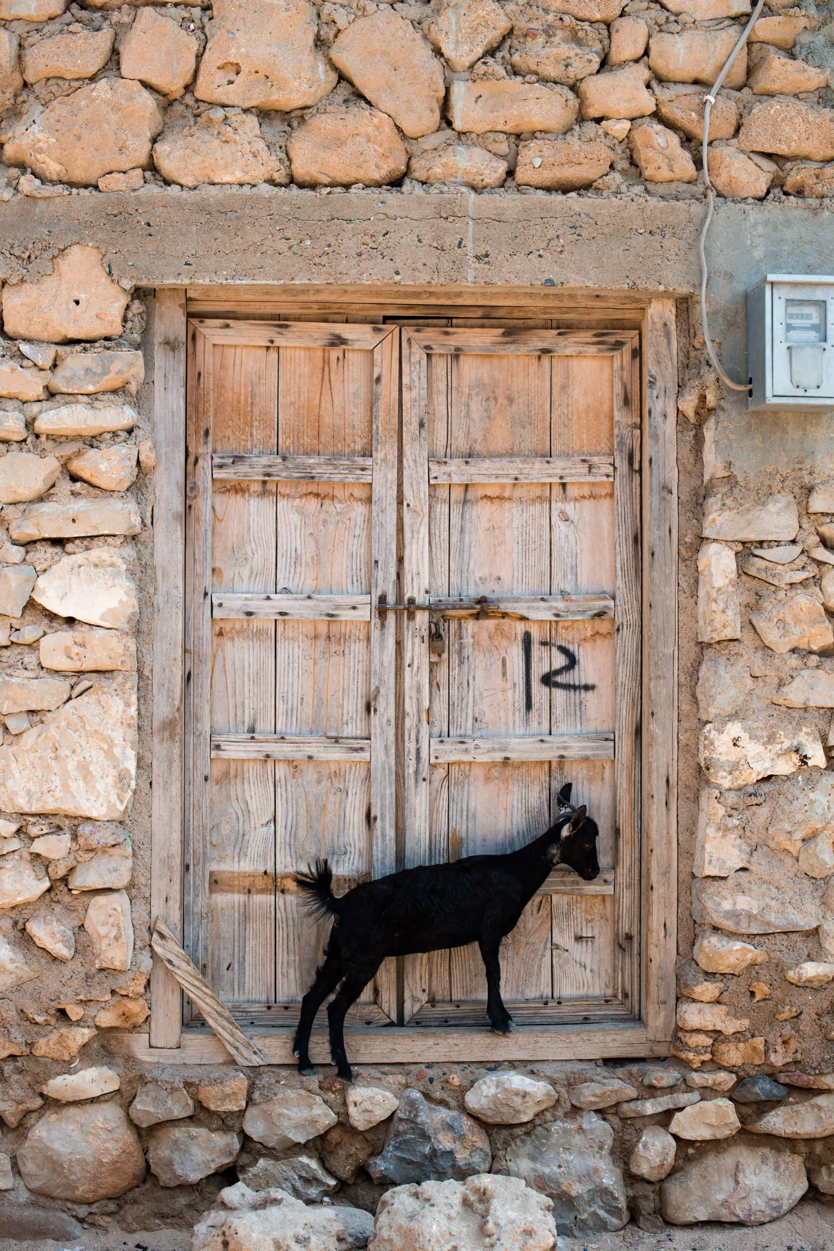 A black goat stands in front of a weathered wooden door painted with the number 12, set into a Socotri stone wall.