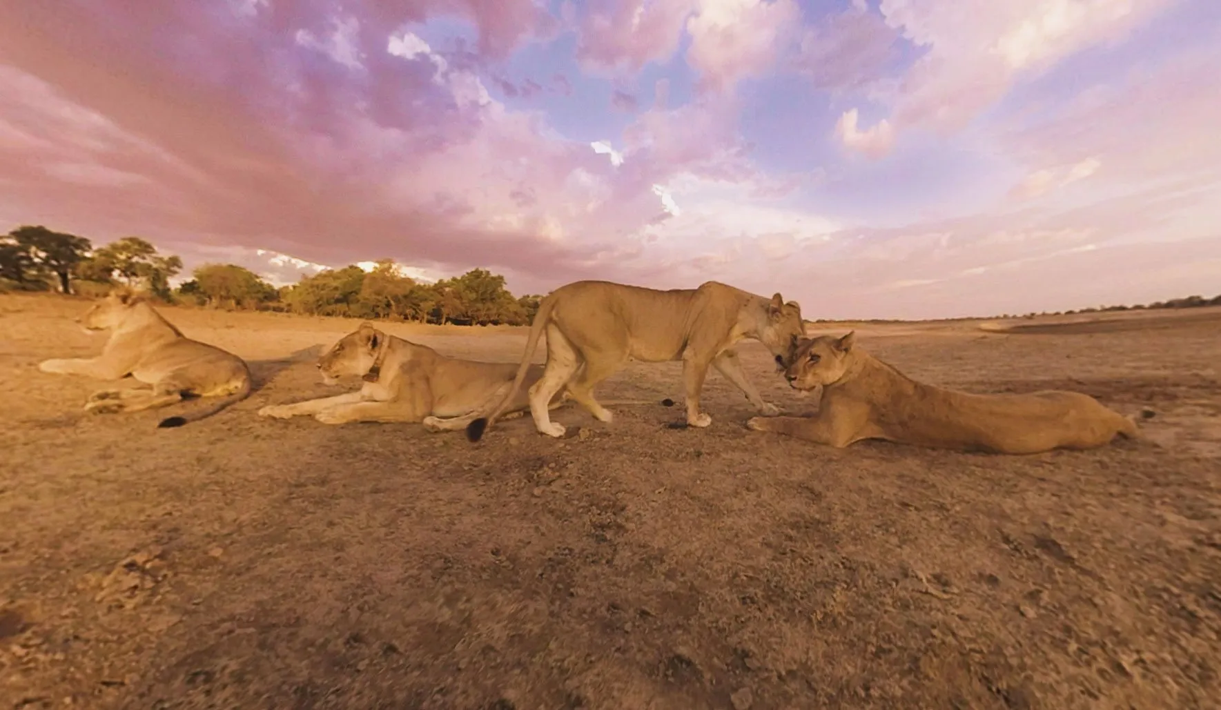 A framegrab from the last scene of the Lion 360 video, shot at twilight as elephants chased the lions away.
